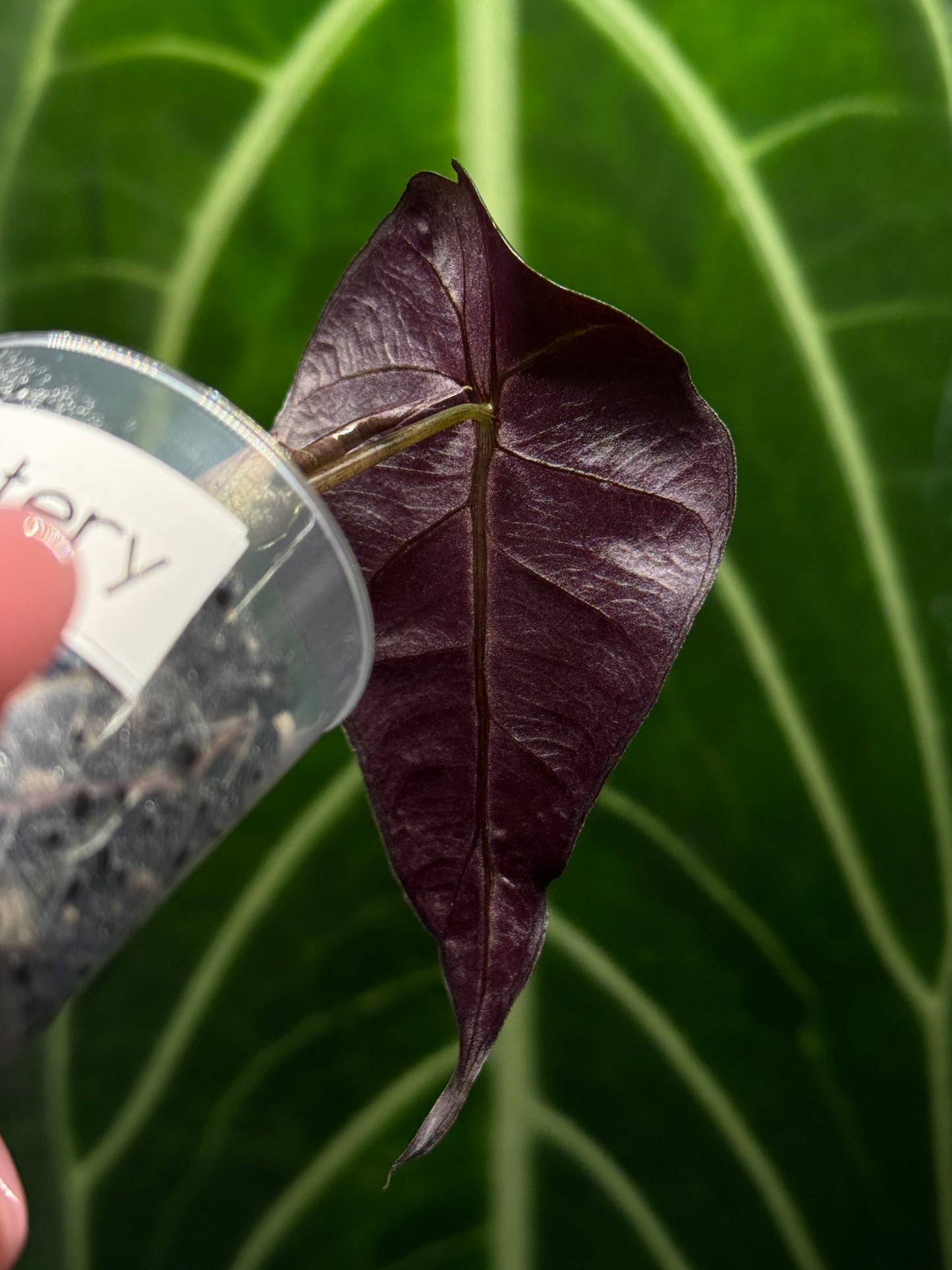 Alocasia Mystery