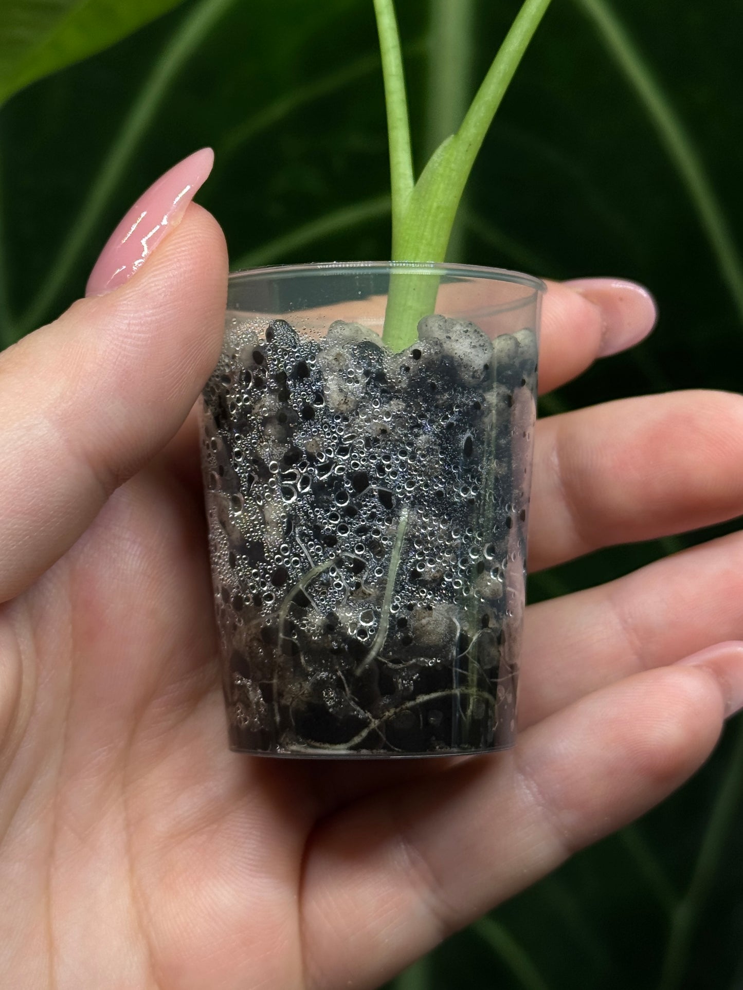 Alocasia Micholitziana (Frydek)