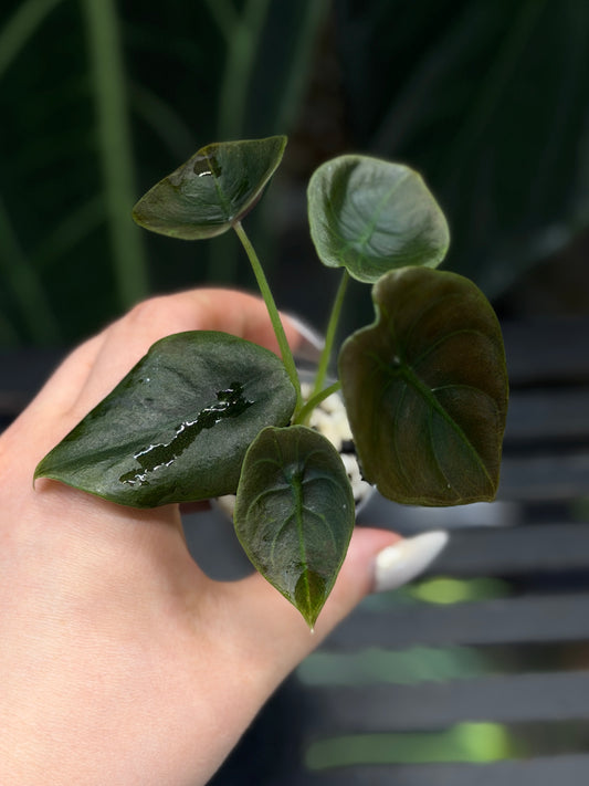 Alocasia Cuprea Nr.2