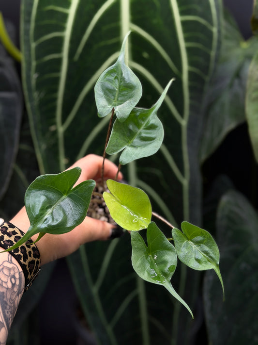 Alocasia Stingray Aurea Low Variegata