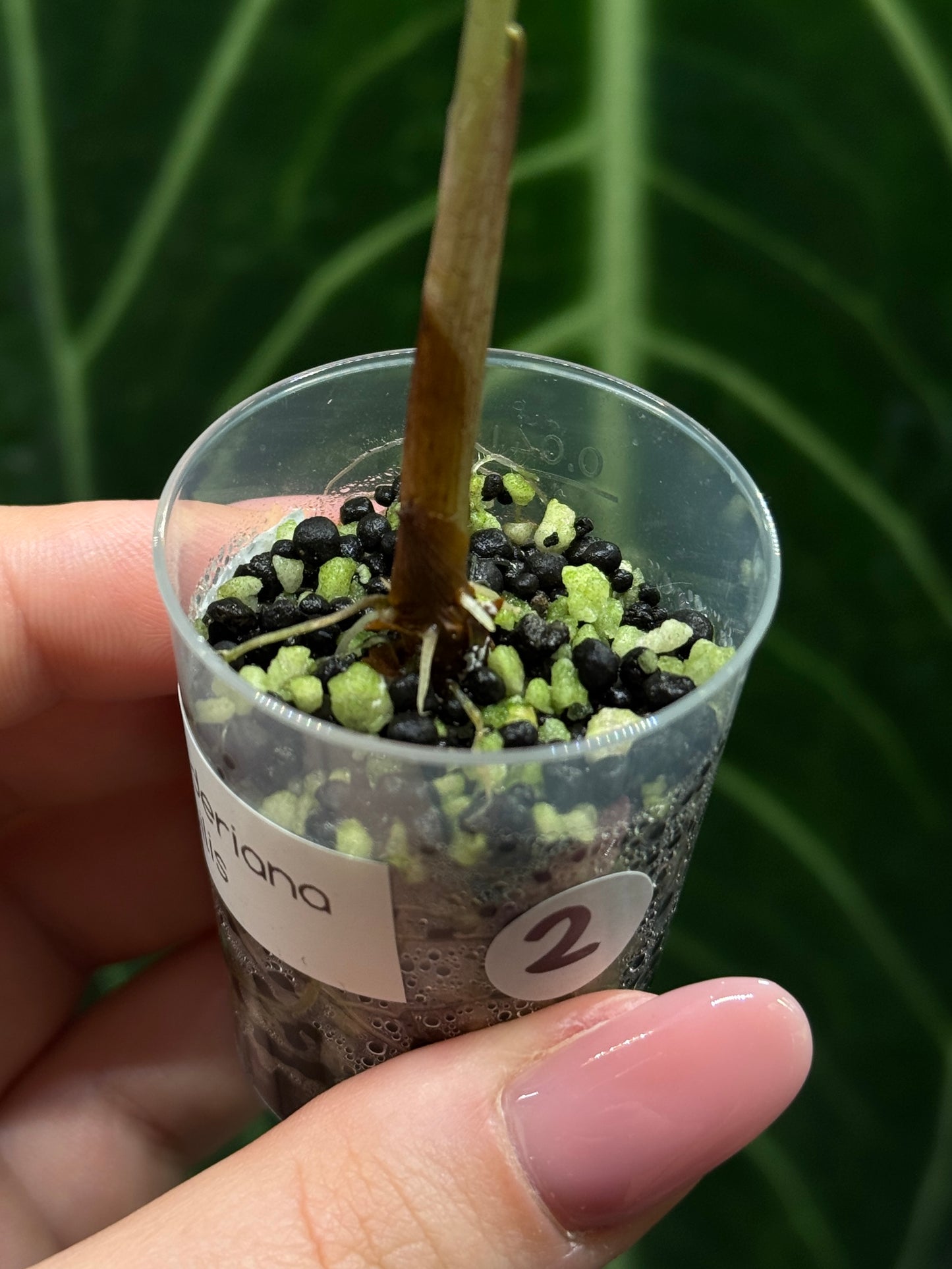 Alocasia Sanderiana Nobilis Nr.2