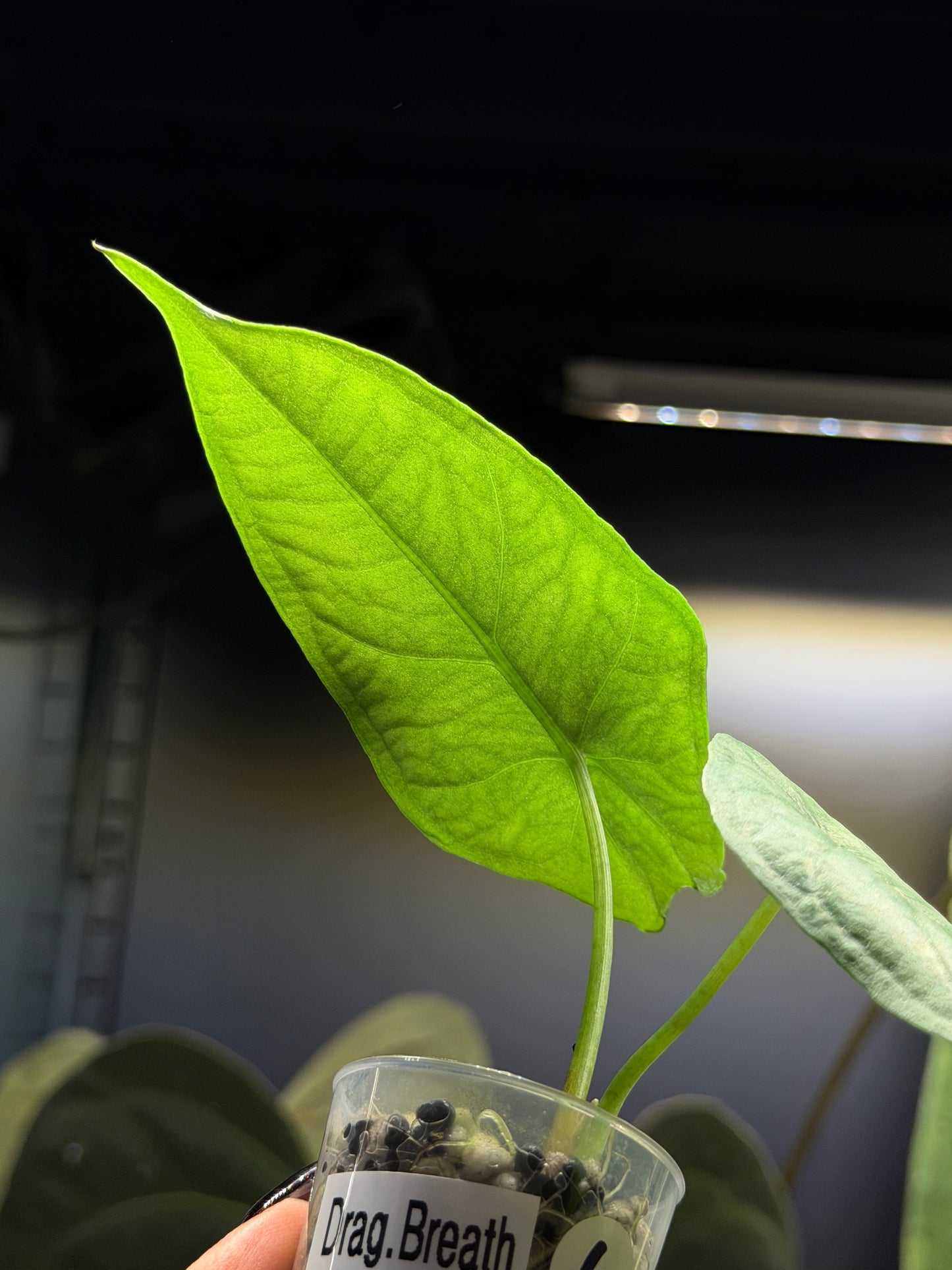 Alocasia Heterophylla 'Dragons Breath' Nr.6