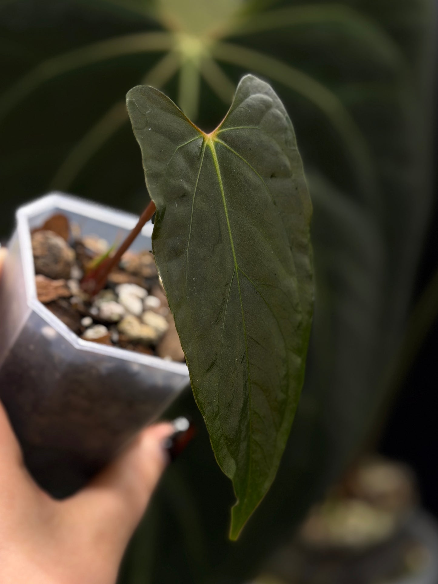 Anthurium 'RL' by Jay Vannini x self Cutting Nr.2