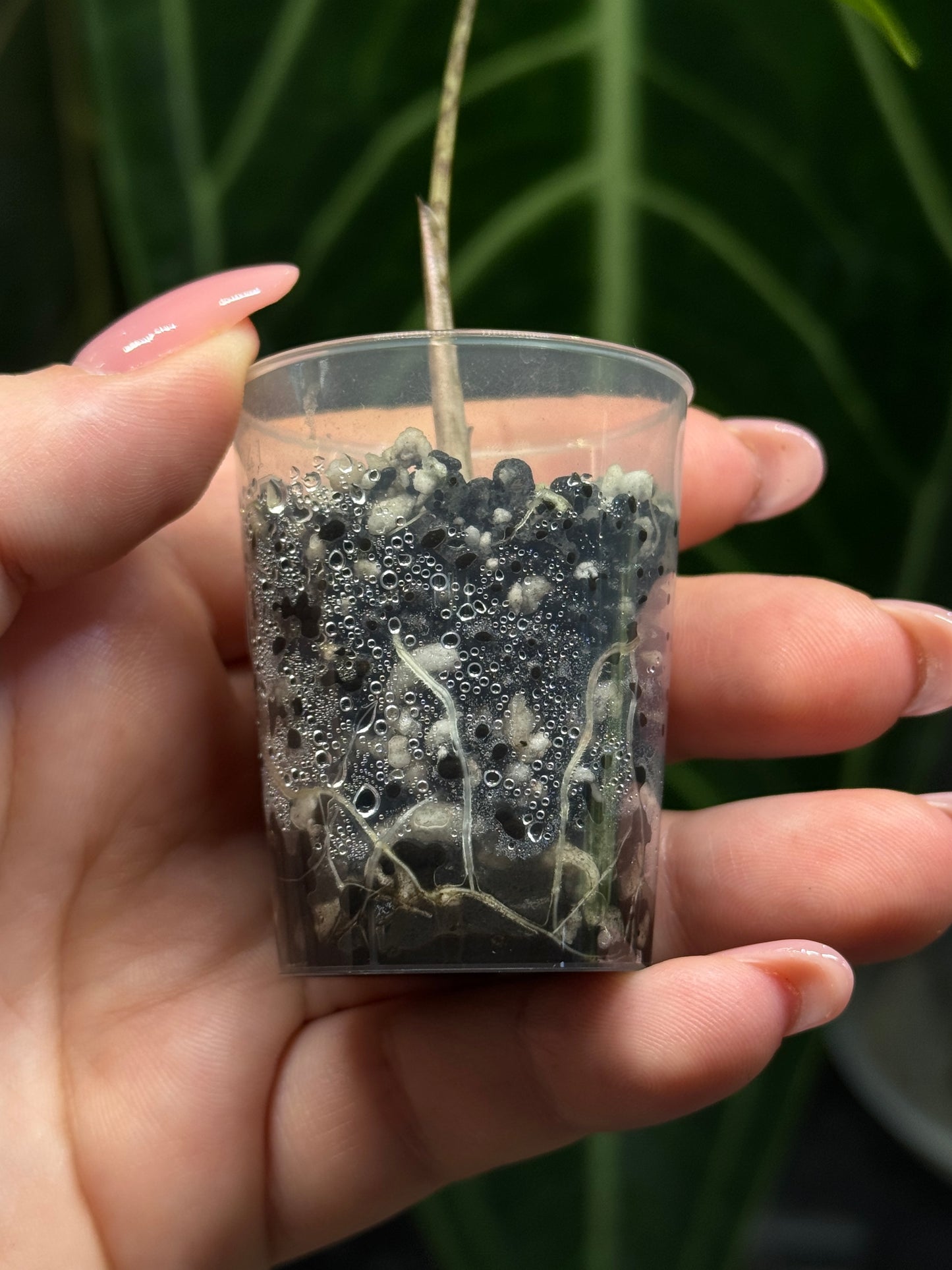 Alocasia Sulawesi Sabrina Nr.6