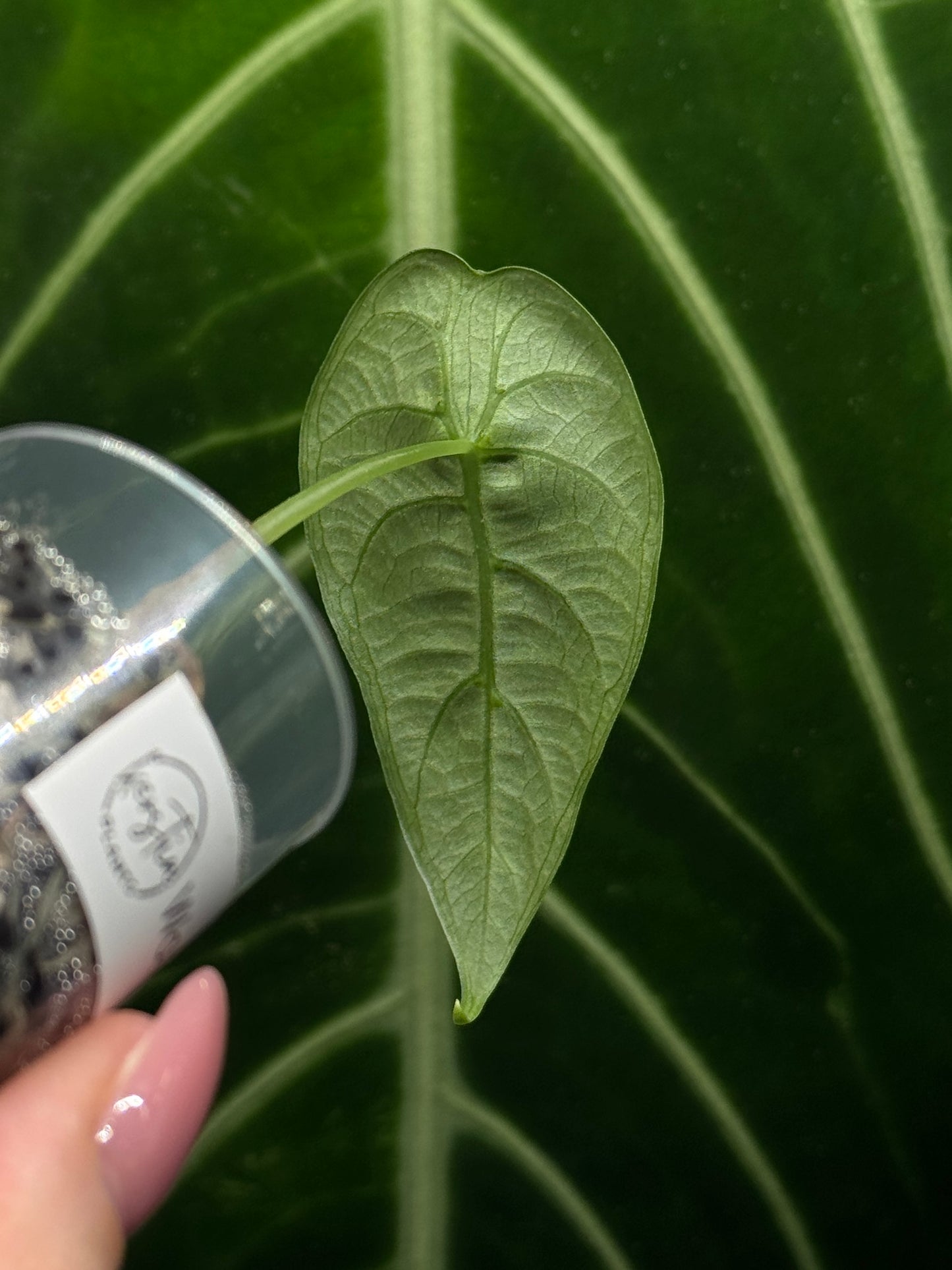 Alocasia Watsoniana Nr.1