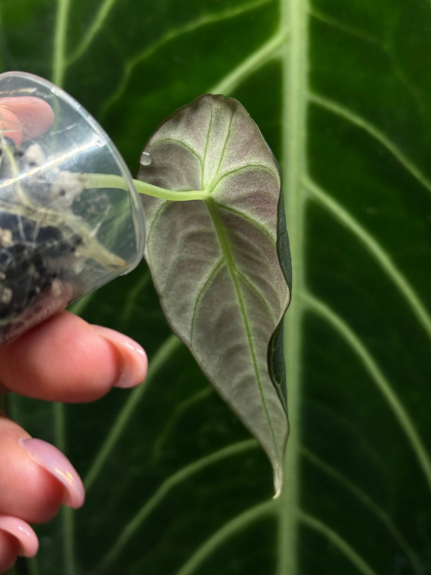 Alocasia Black Velvet Nr.4