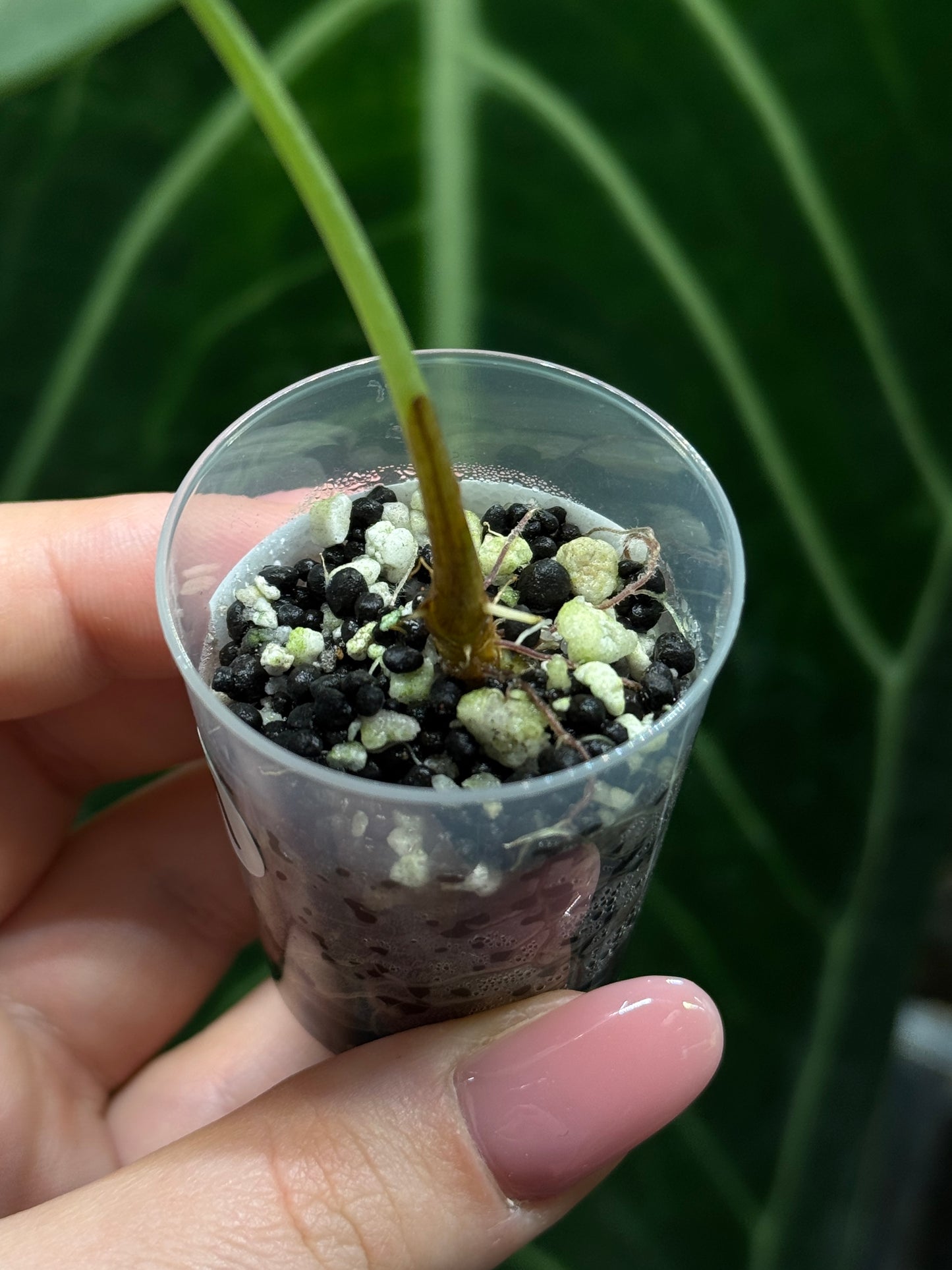 Alocasia Watsoniana Nr.1
