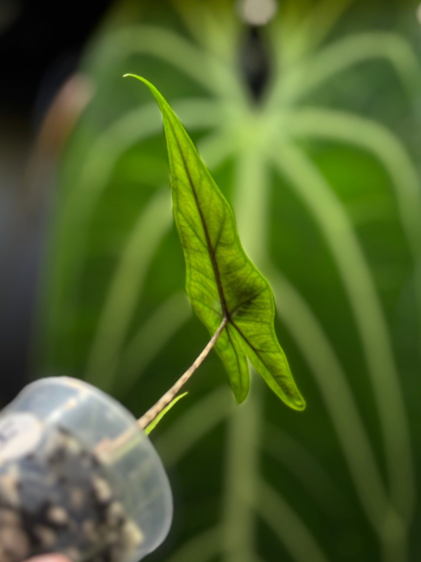 Alocasia Sulawesi Sabrina Nr.4