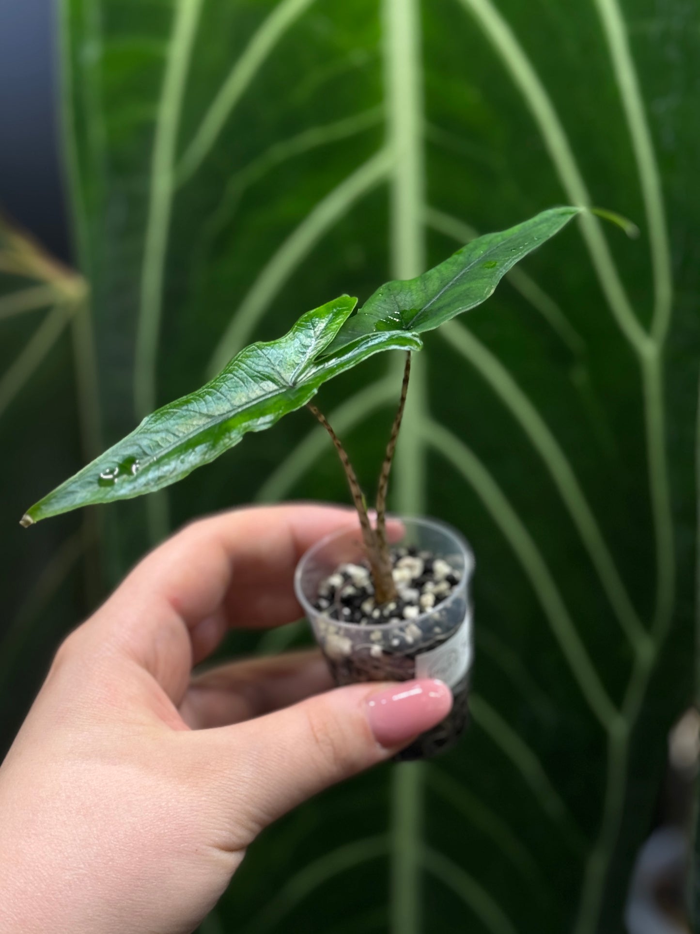 Alocasia Sulawesi Sabrina Nr.2
