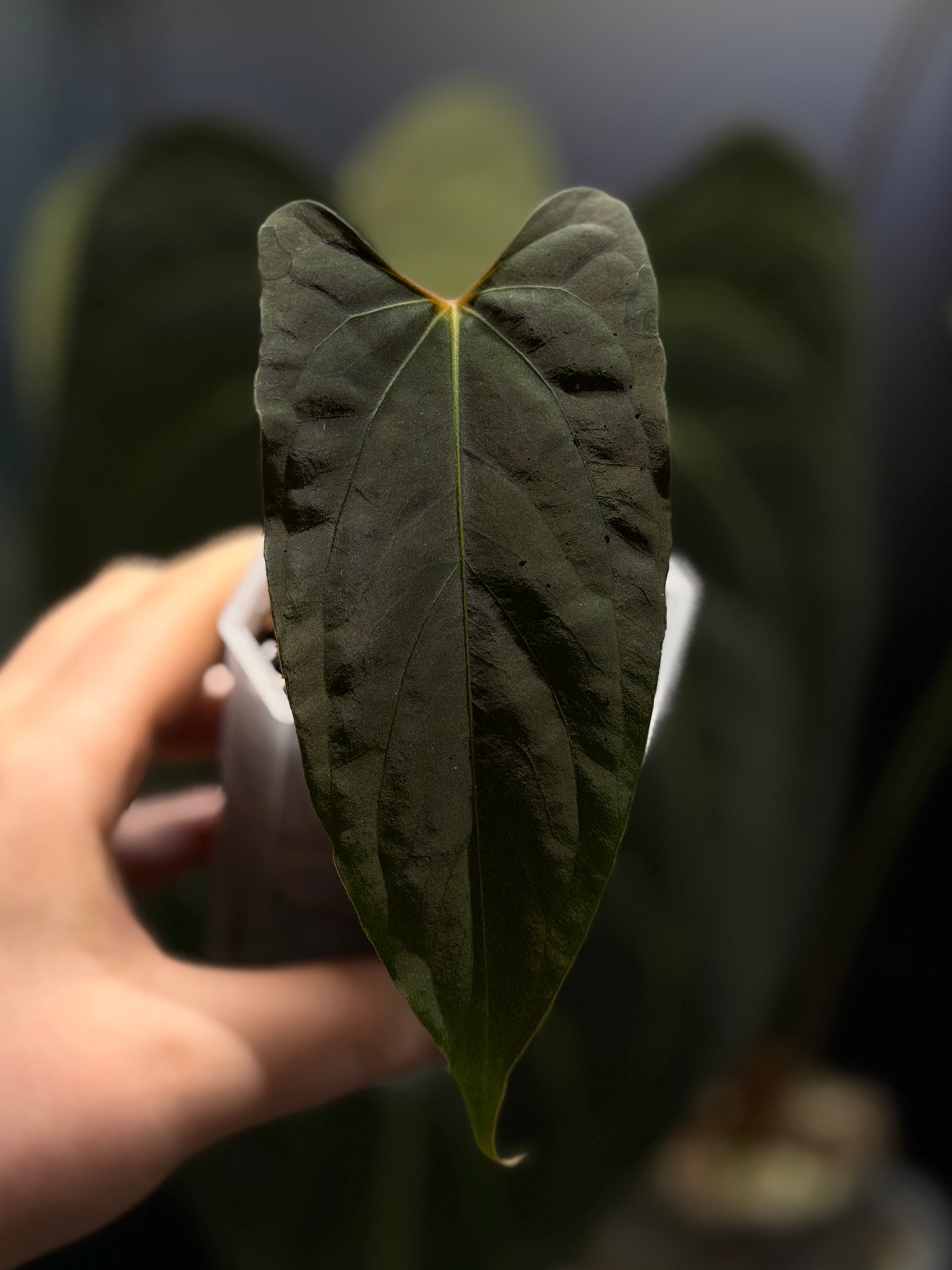 Anthurium 'RL' by Jay Vannini x self Cutting Nr.2