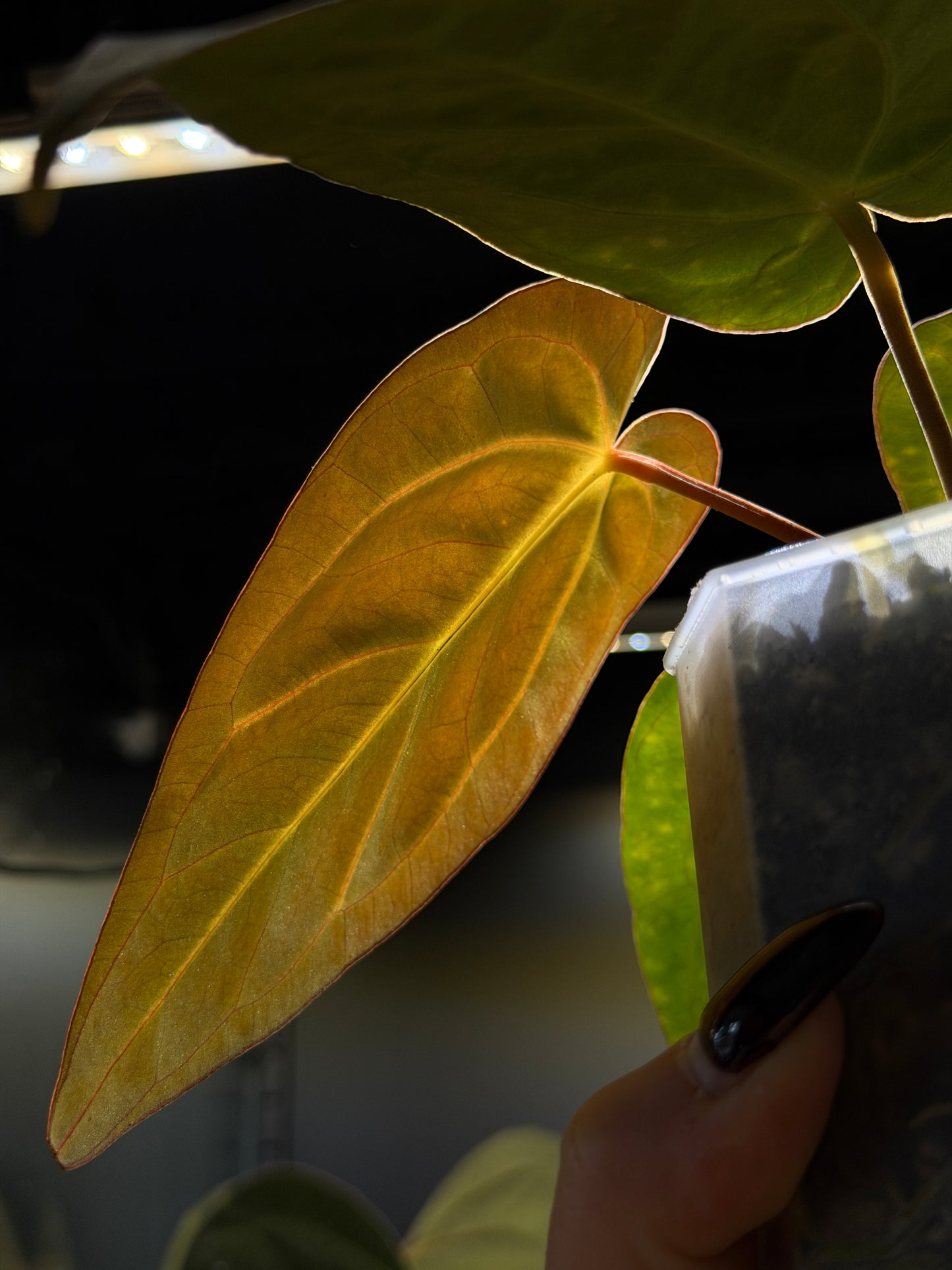 Anthurium Carlablackiae x Papillilaminum RA5