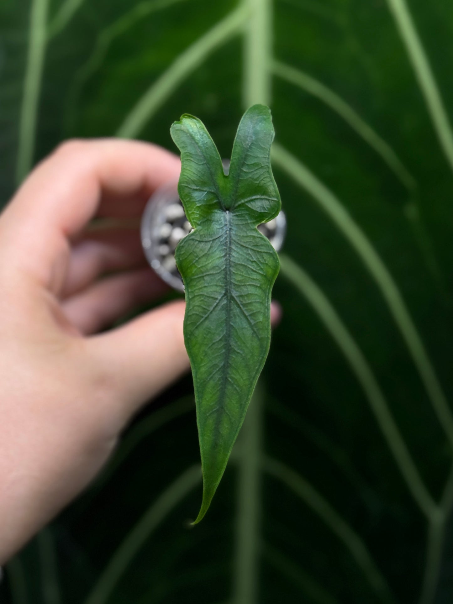 Alocasia Sulawesi Sabrina Nr.3
