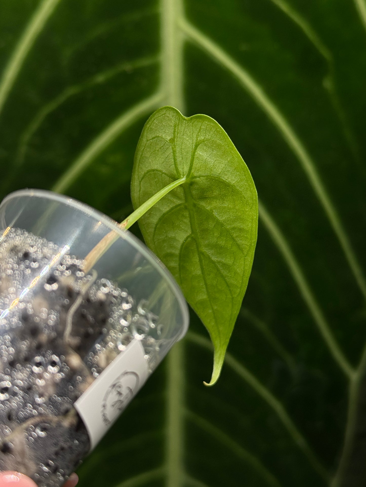 Alocasia Watsoniana Nr.2