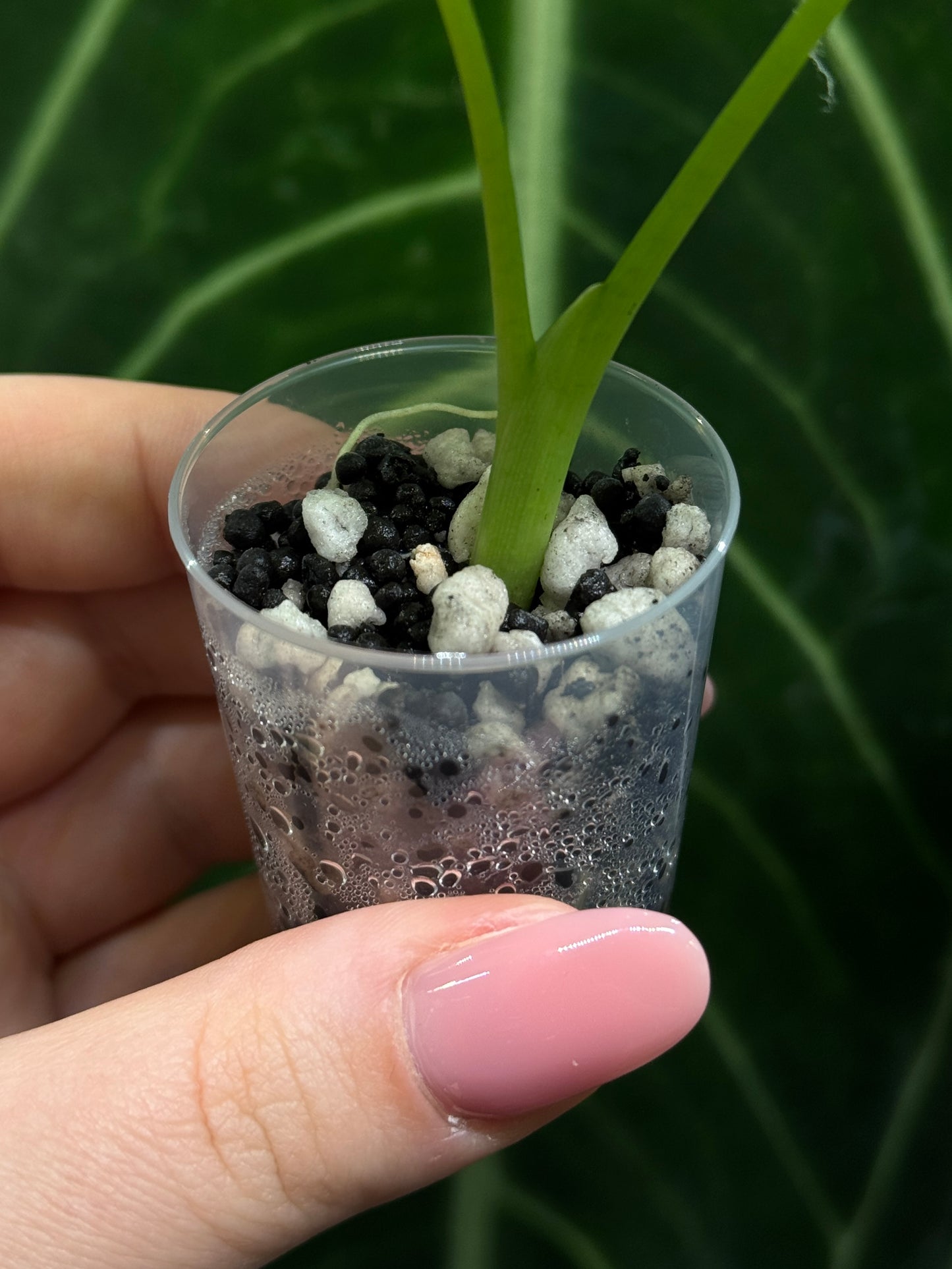 Alocasia Micholitziana (Frydek)