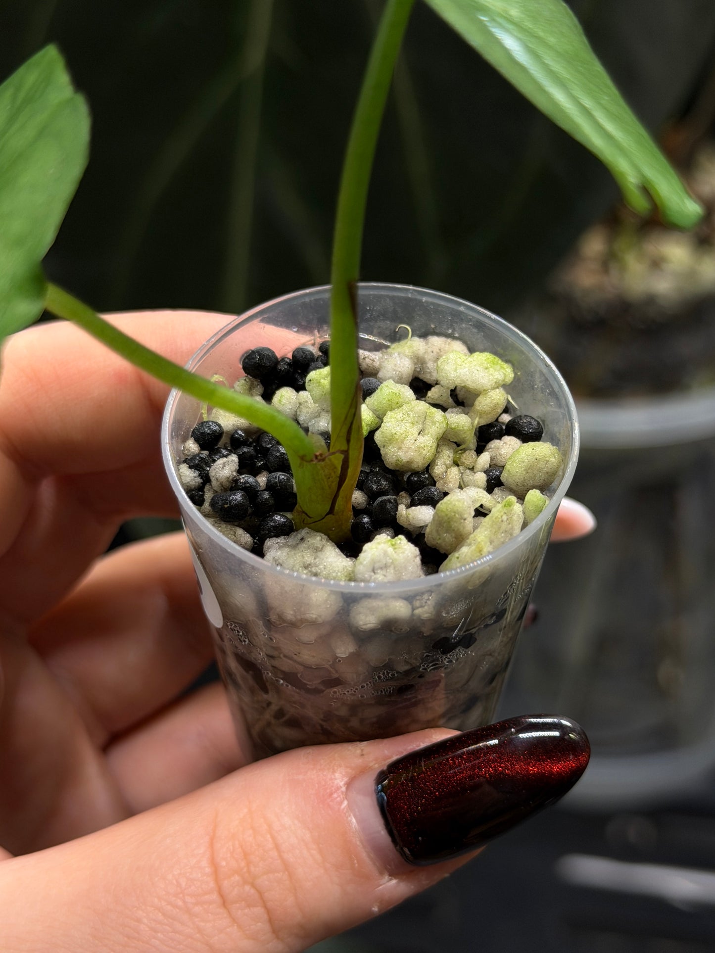 Alocasia Heterophylla 'Dragons Breath' Nr.6