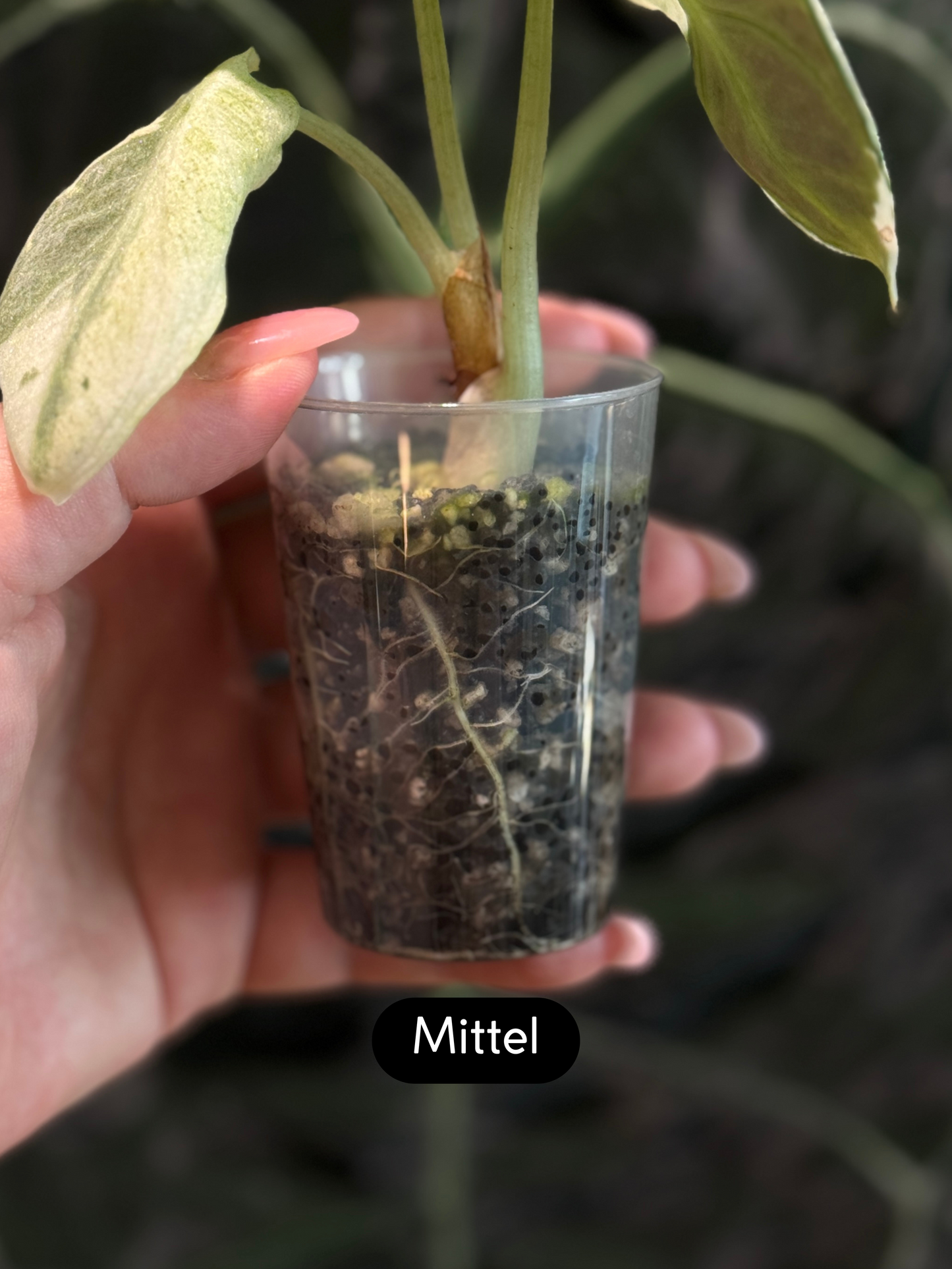 Rhizom Töpfe