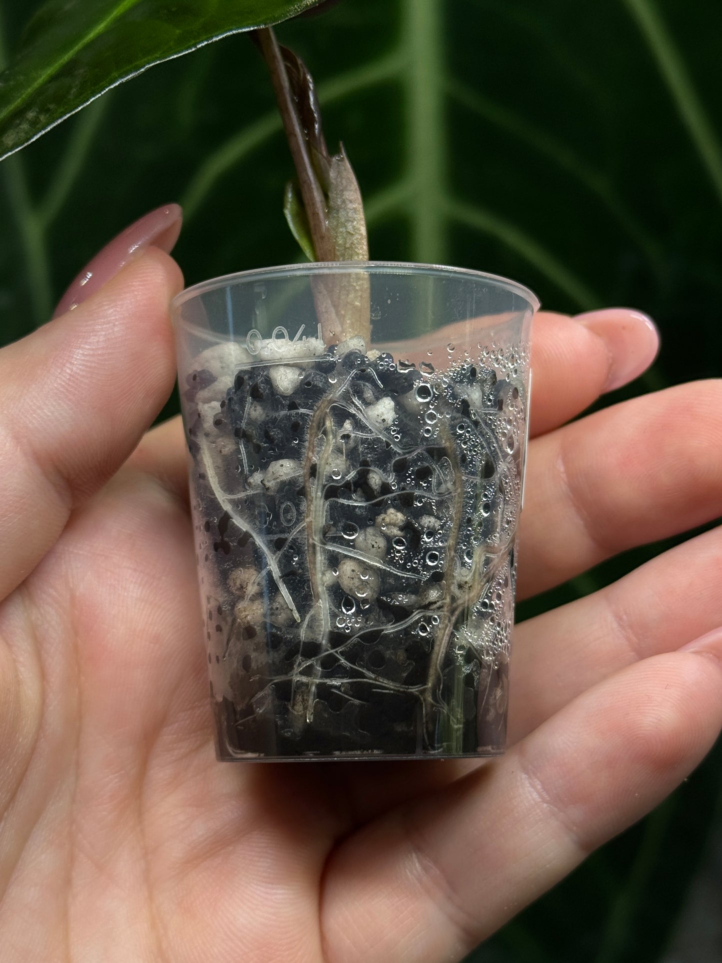 Alocasia Mystery