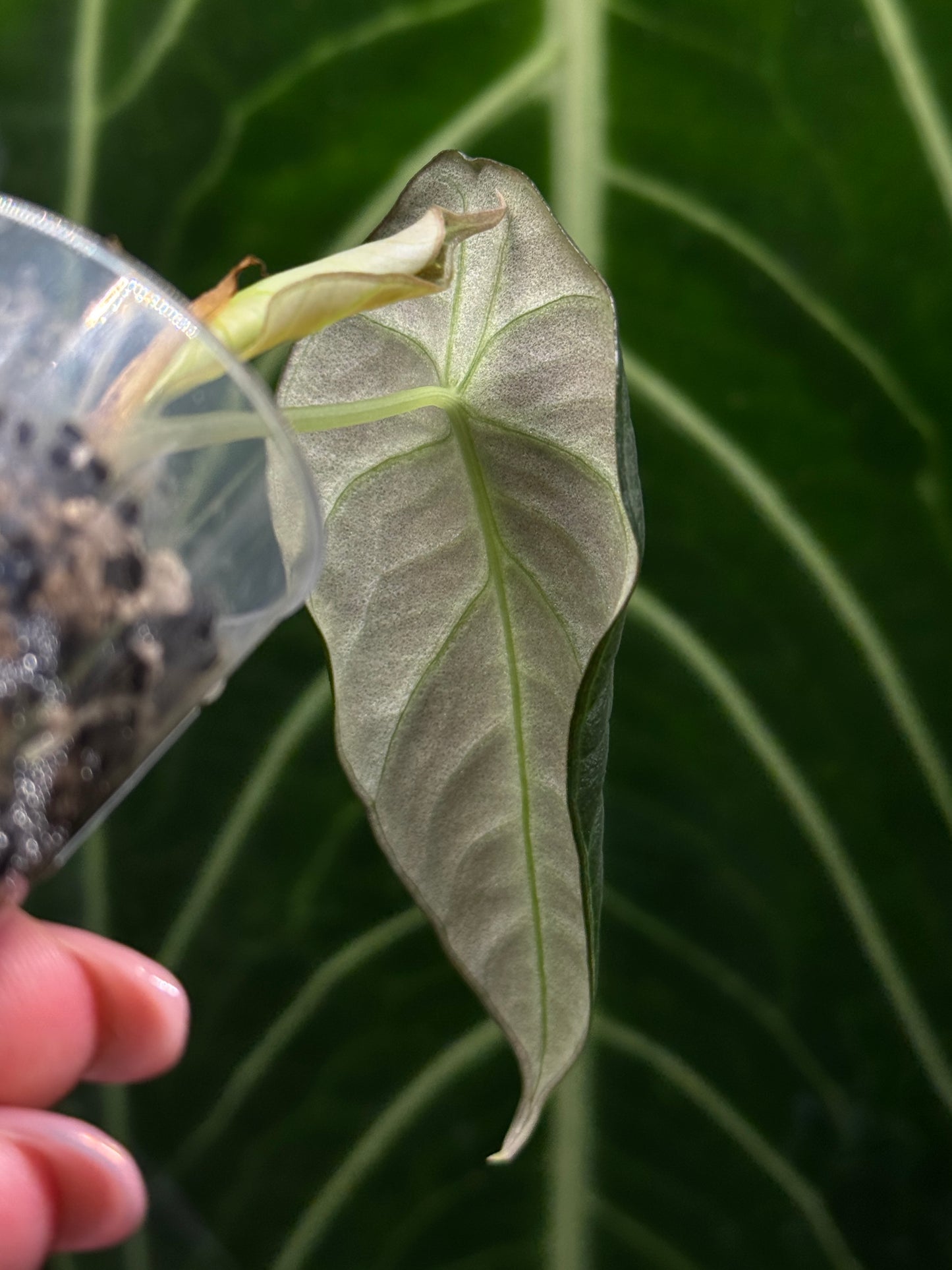 Alocasia Black Velvet Nr.2