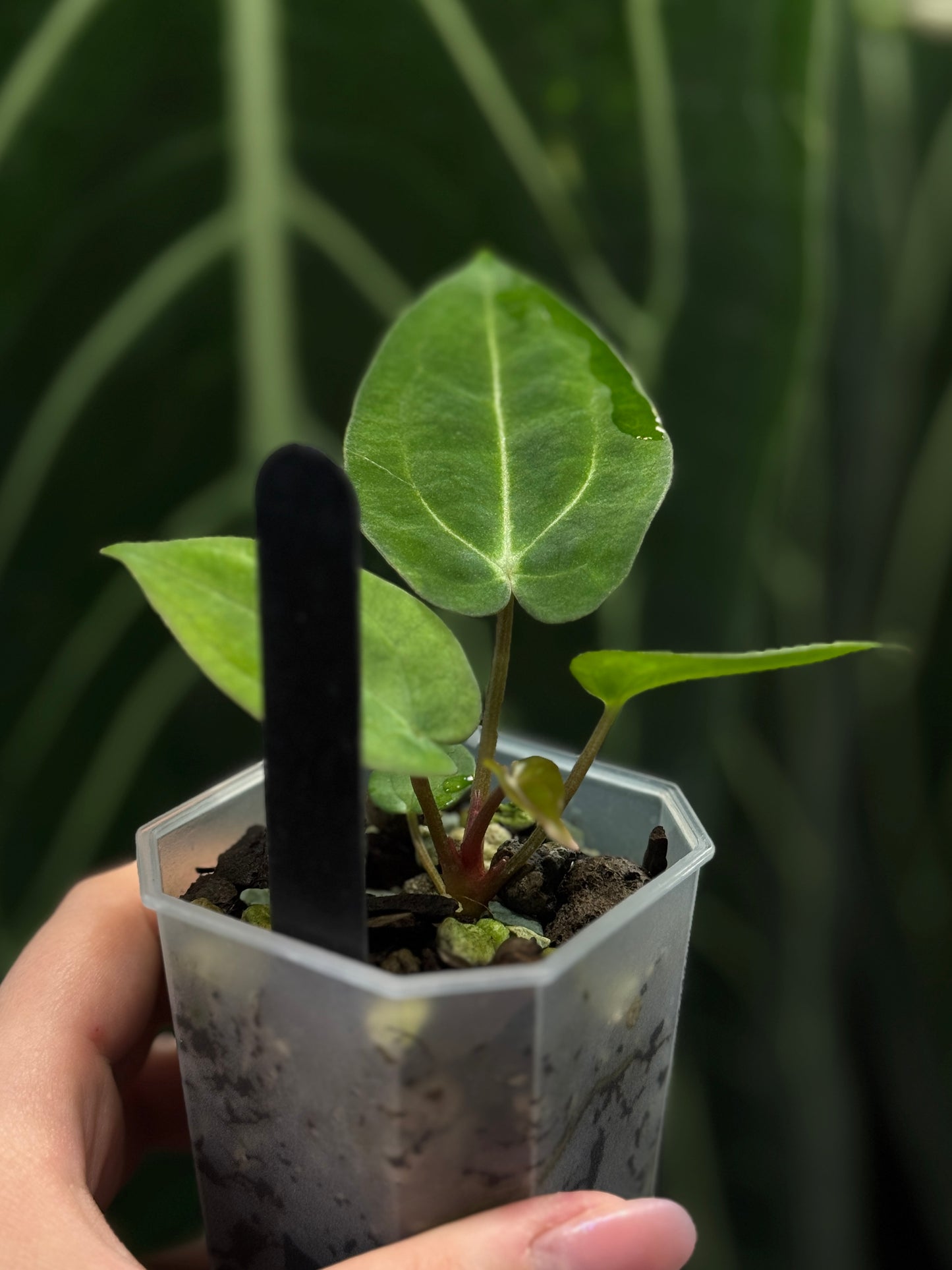 Anthurium Carlablackiae x Papillilaminum RA5 Cutting