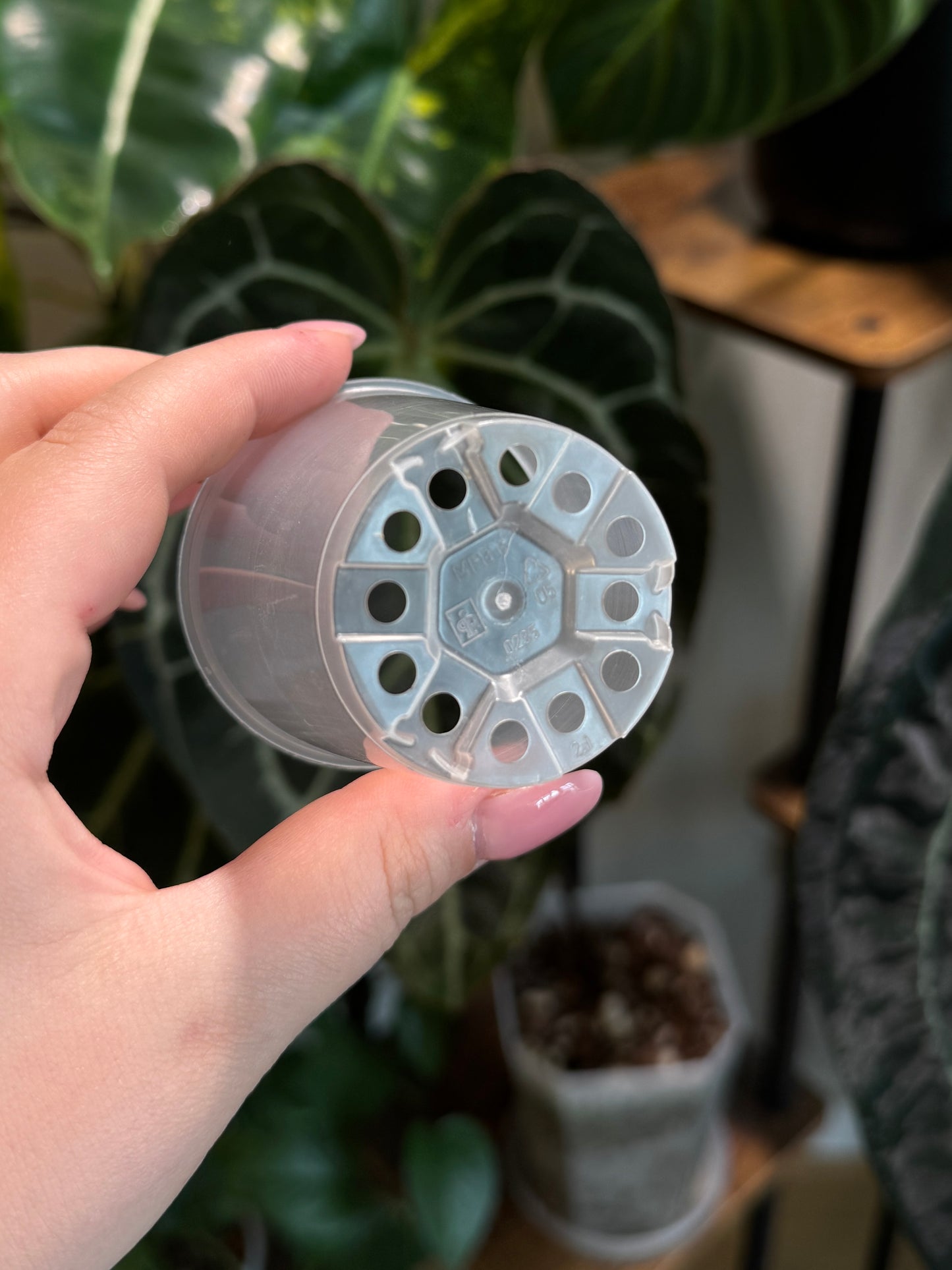 Seedling Töpfe
