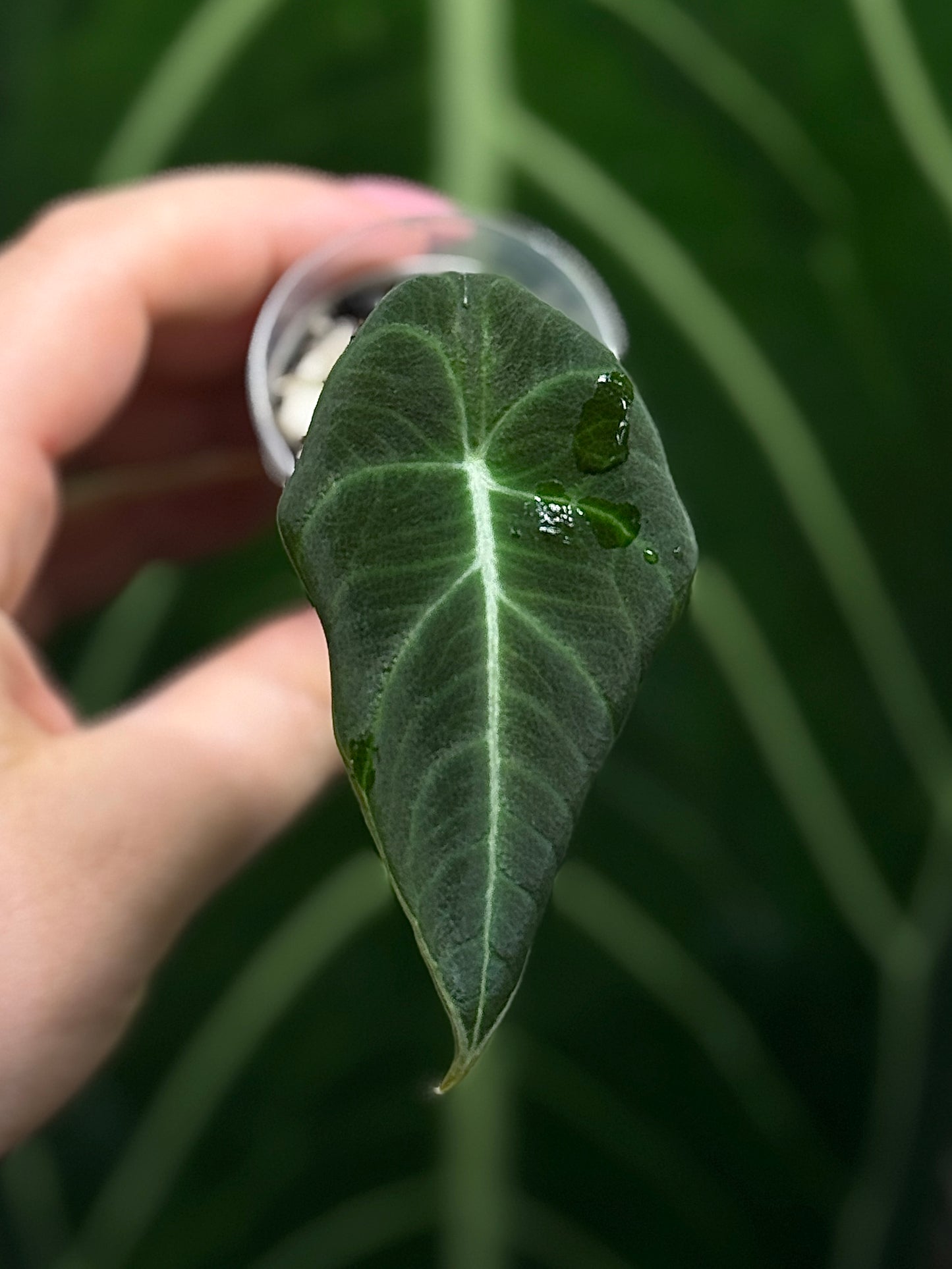 Alocasia Black Velvet Nr.5