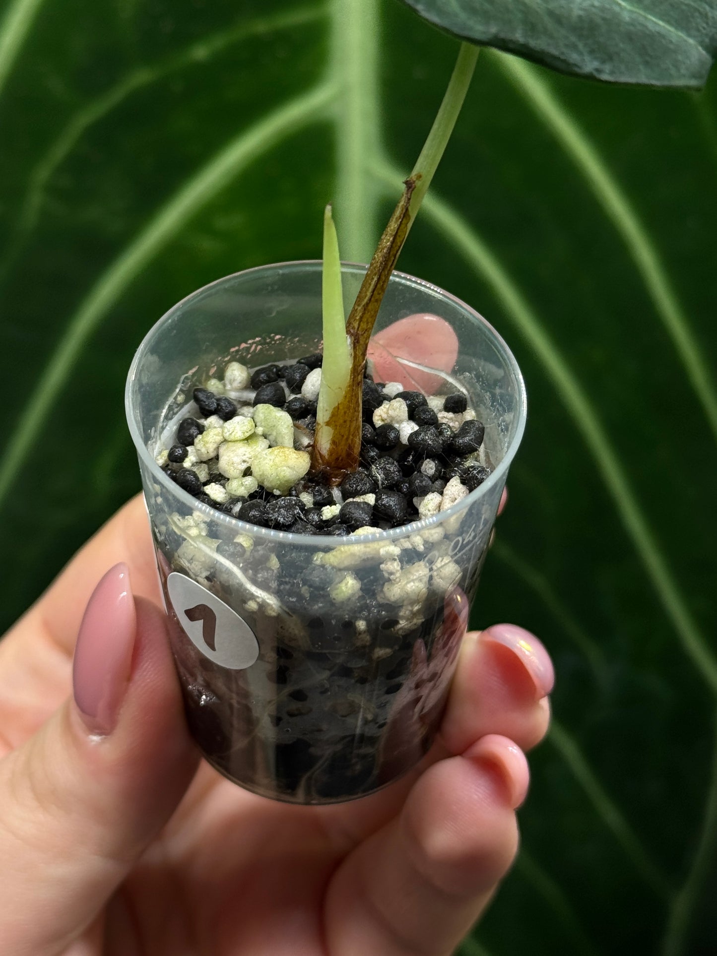 Alocasia Black Velvet Nr.1