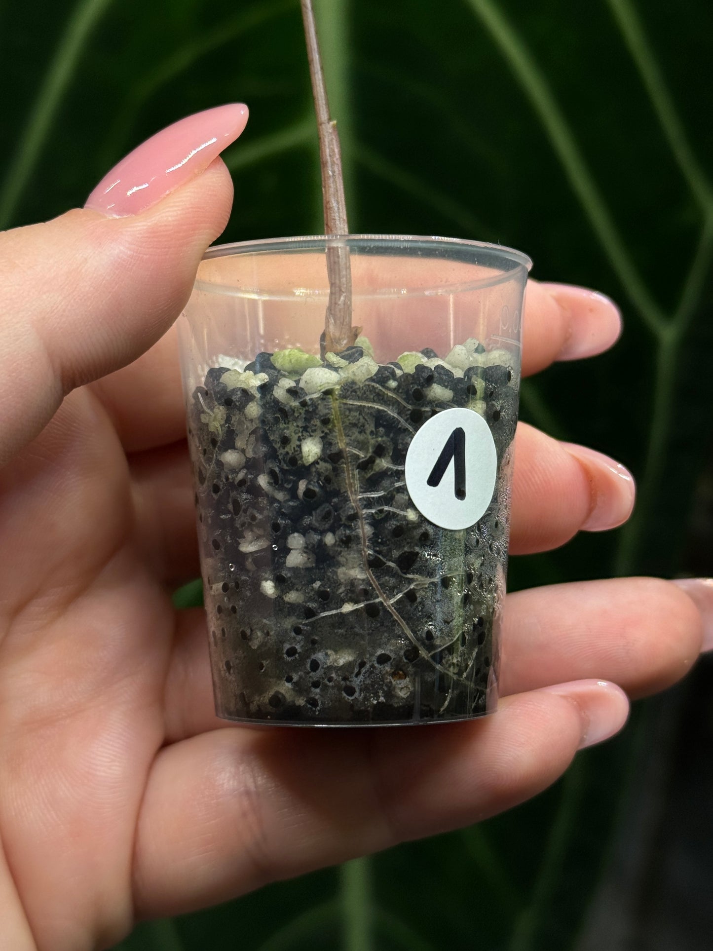 Alocasia Sanderiana Nobilis Nr.1