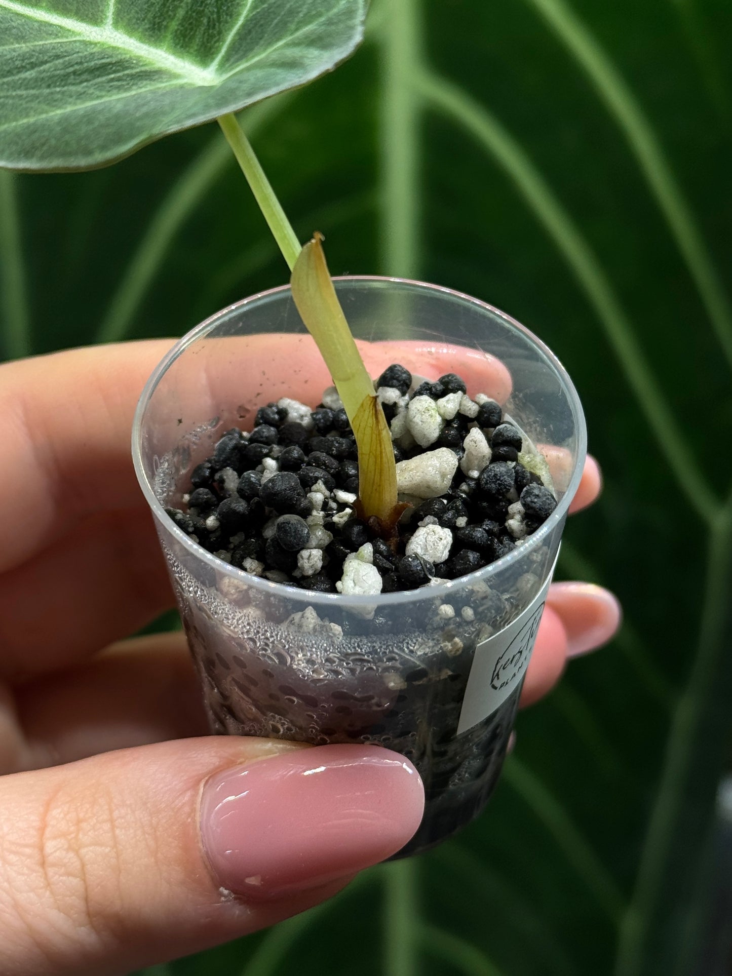 Alocasia Black Velvet Nr.3