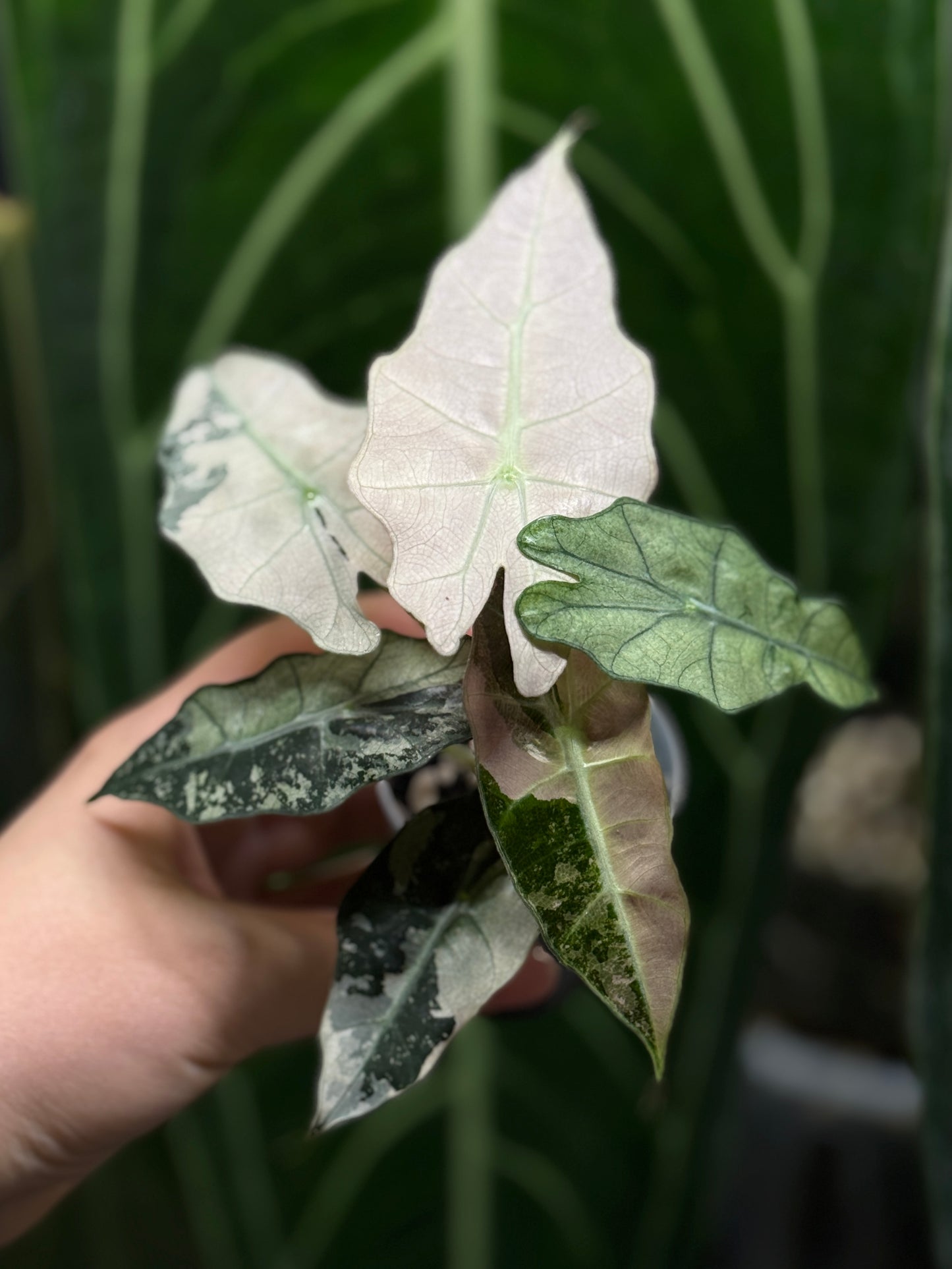 Alocasia Polly Pink Variegata Nr.2