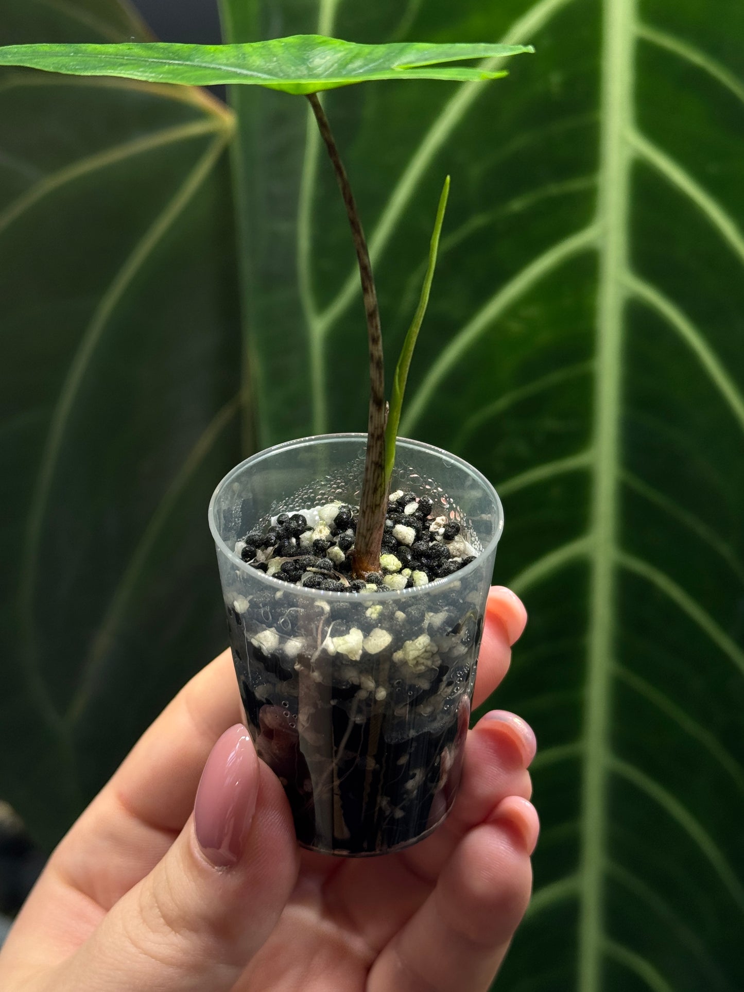 Alocasia Sulawesi Sabrina Nr.4