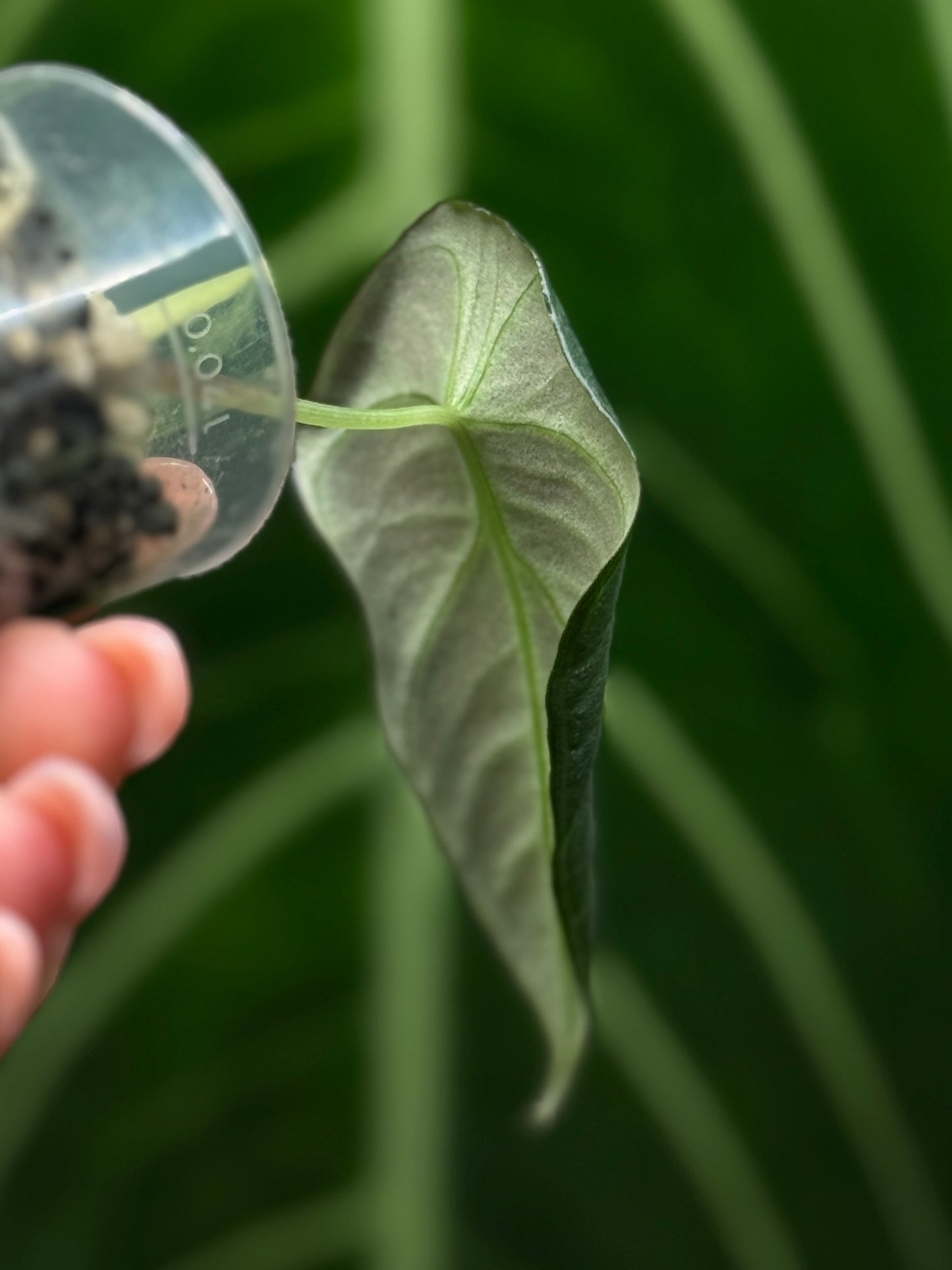 Alocasia Black Velvet Nr.1