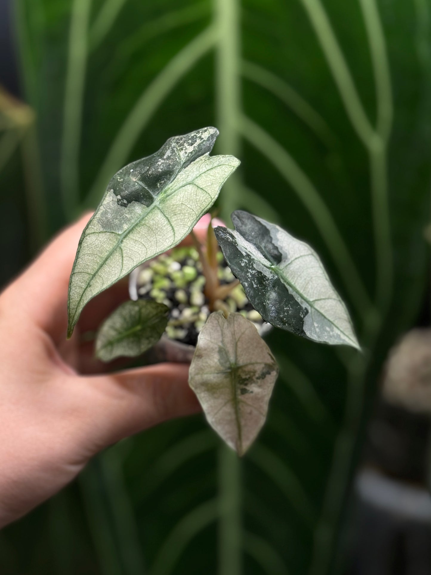 Alocasia Polly Pink Variegata Nr.1