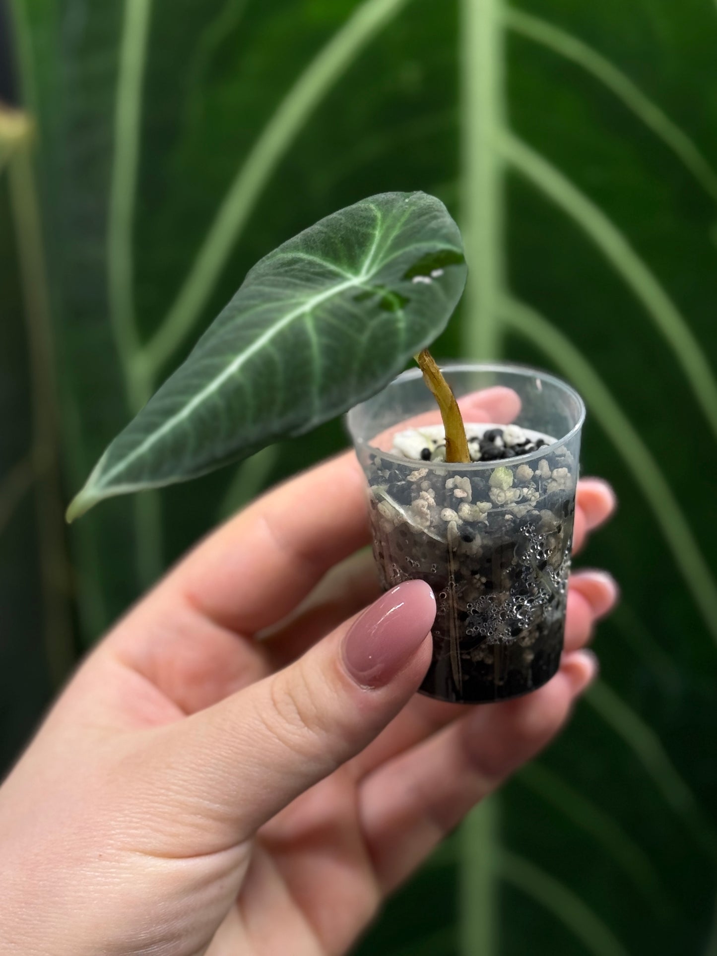 Alocasia Black Velvet Nr.5