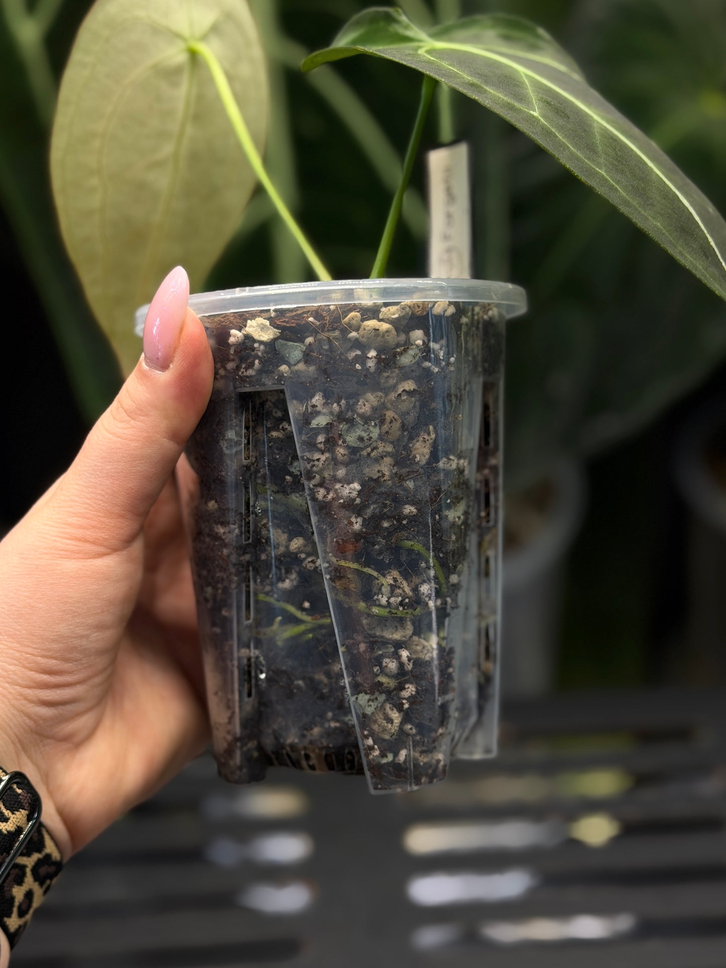 Anthurium Forgetii Cutting Nr.3