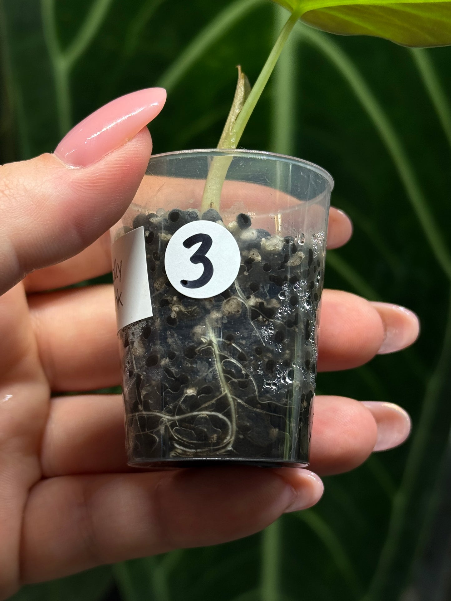 Alocasia Black Velvet Nr.3