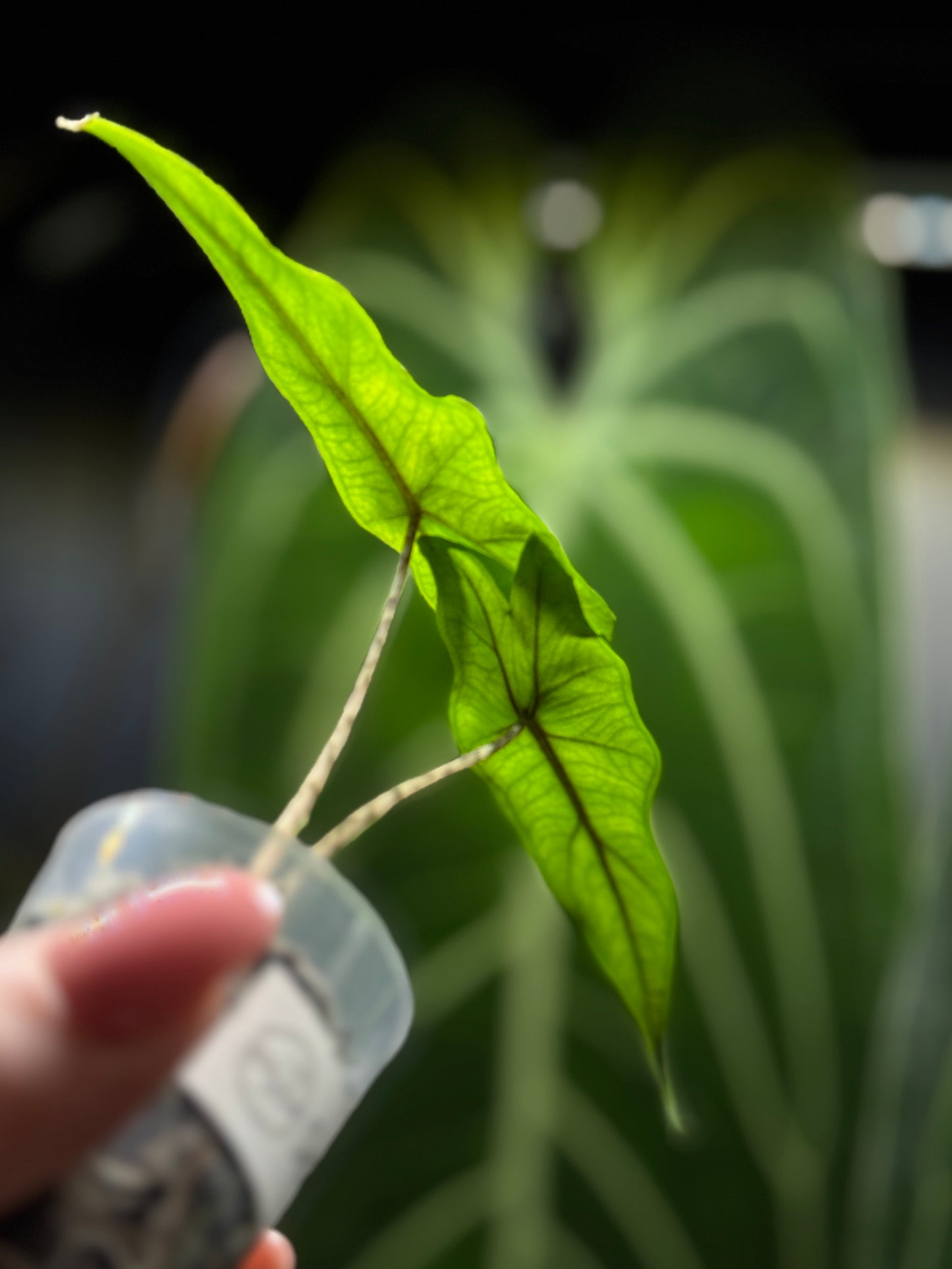 Alocasia Sulawesi Sabrina Nr.2