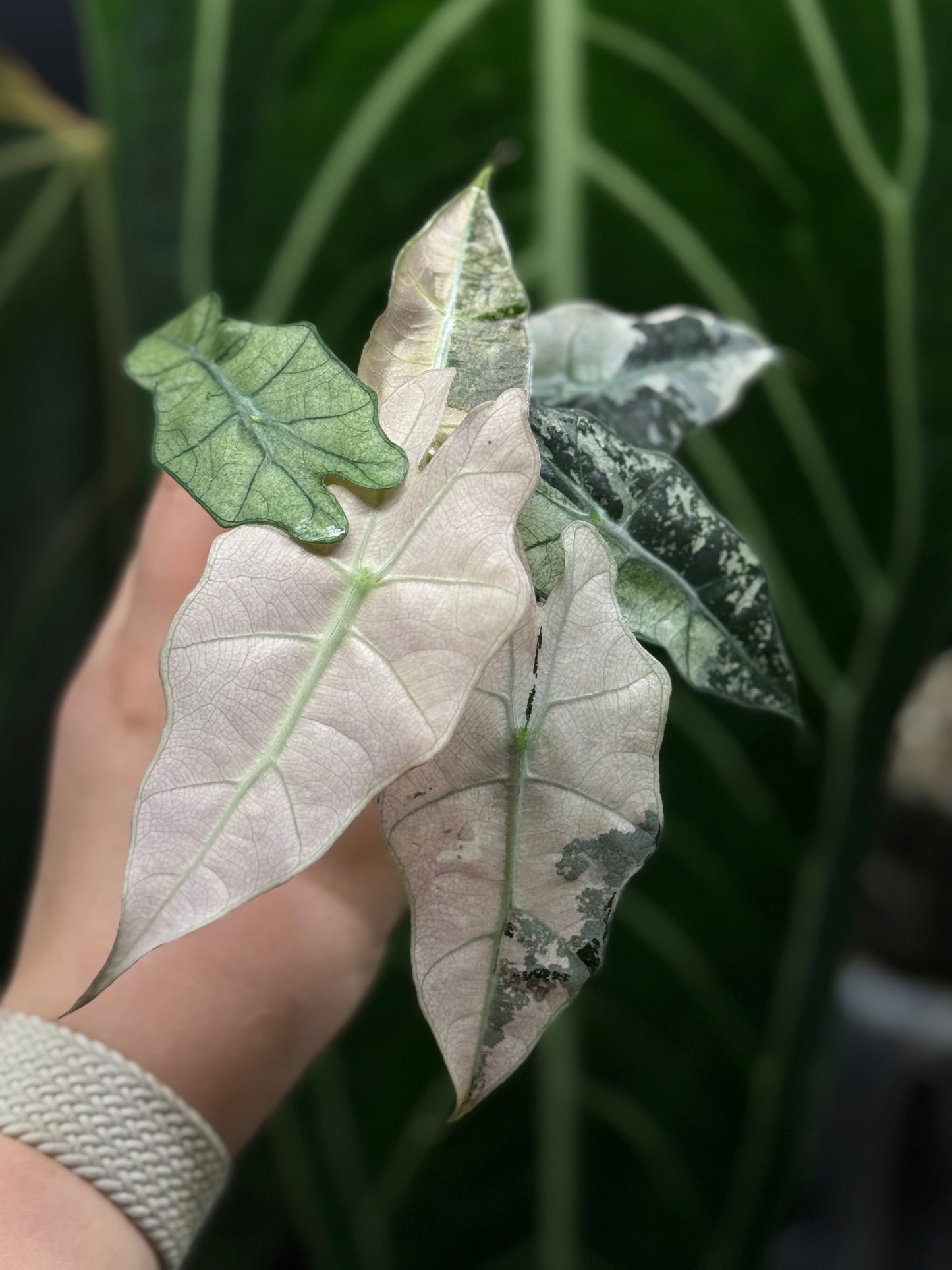 Alocasia Polly Pink Variegata Nr.2
