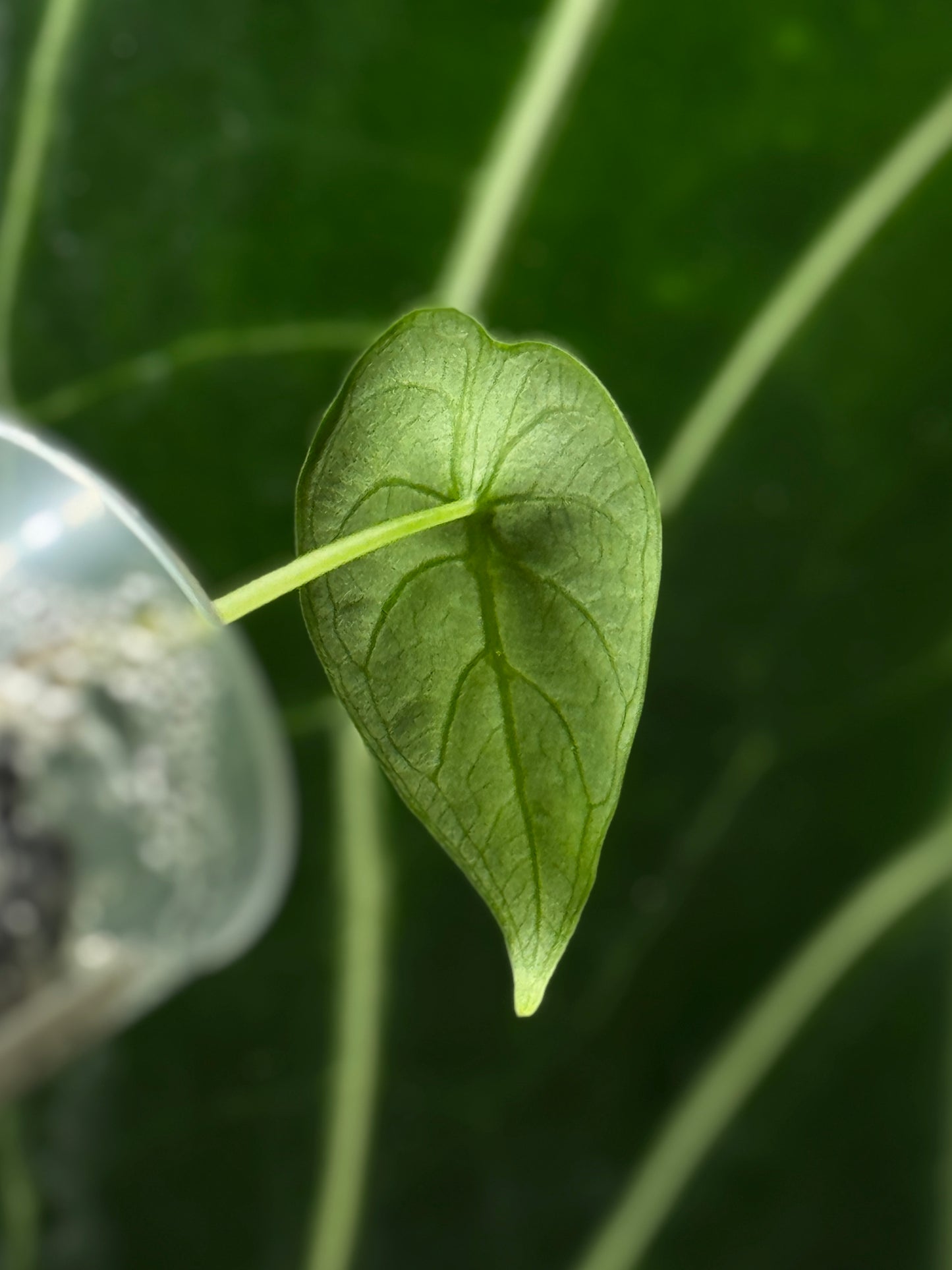 Alocasia Watsoniana Nr.3