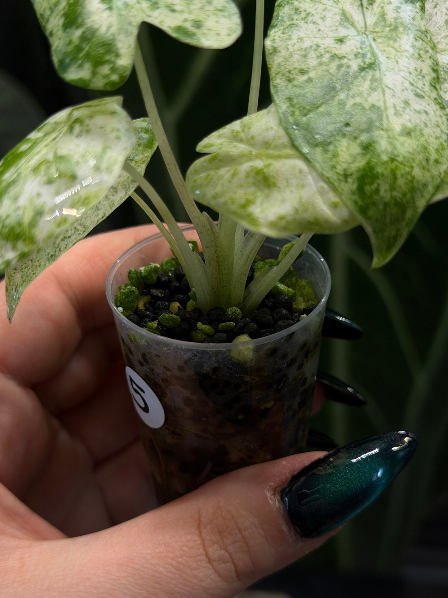 Alocasia Odora Batik Nr.5