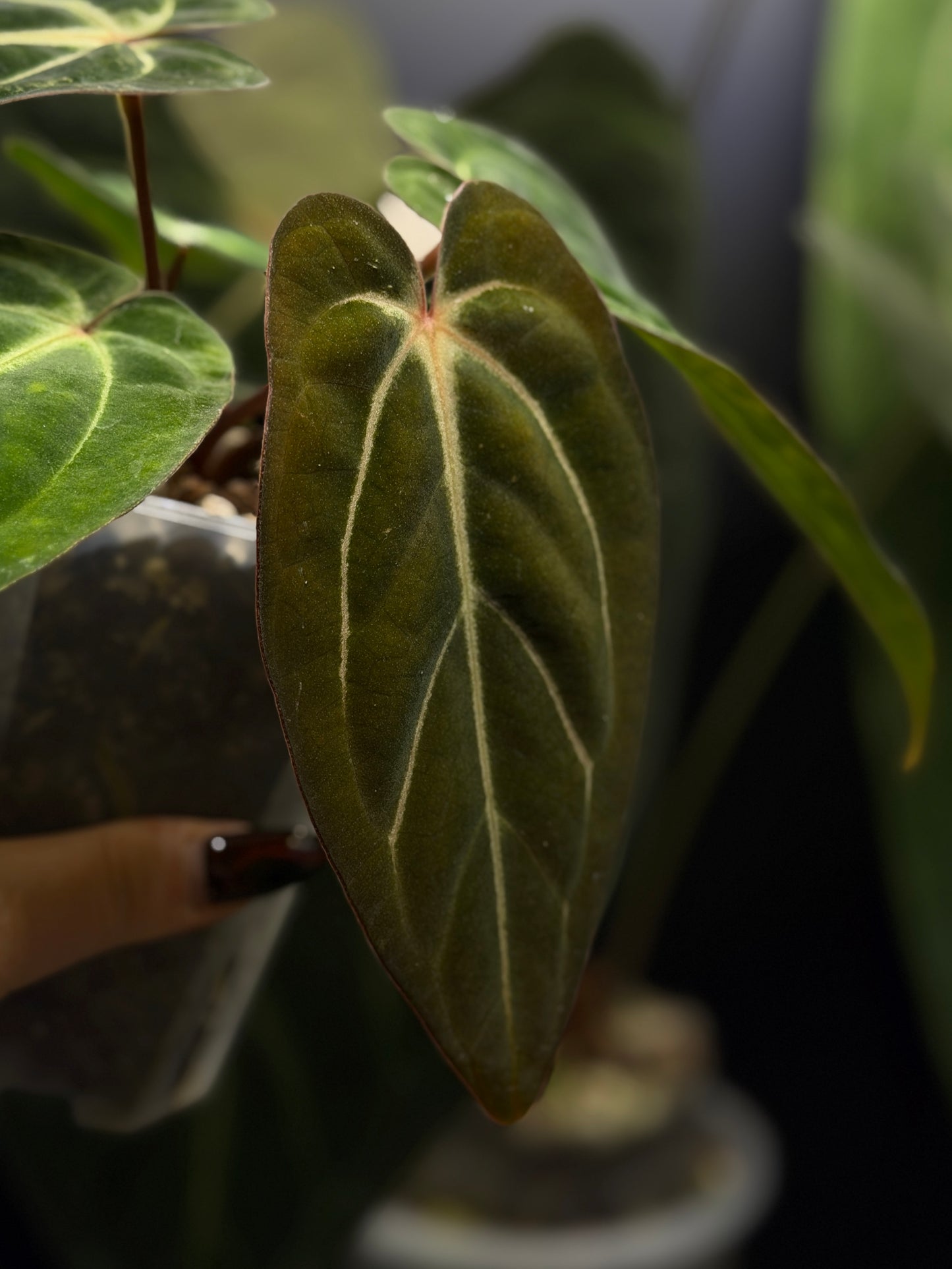 Anthurium Carlablackiae x Papillilaminum RA5