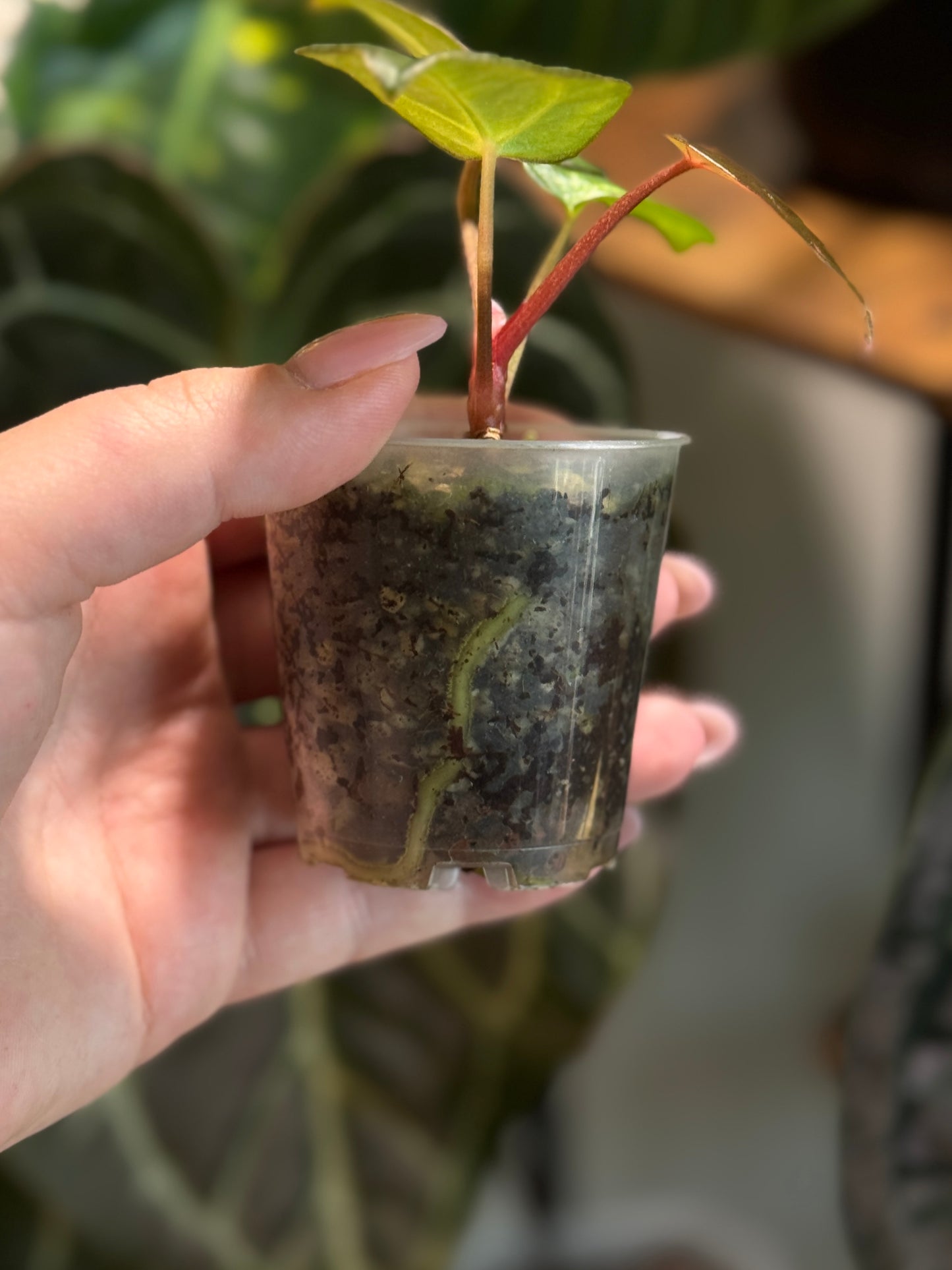 Seedling Töpfe