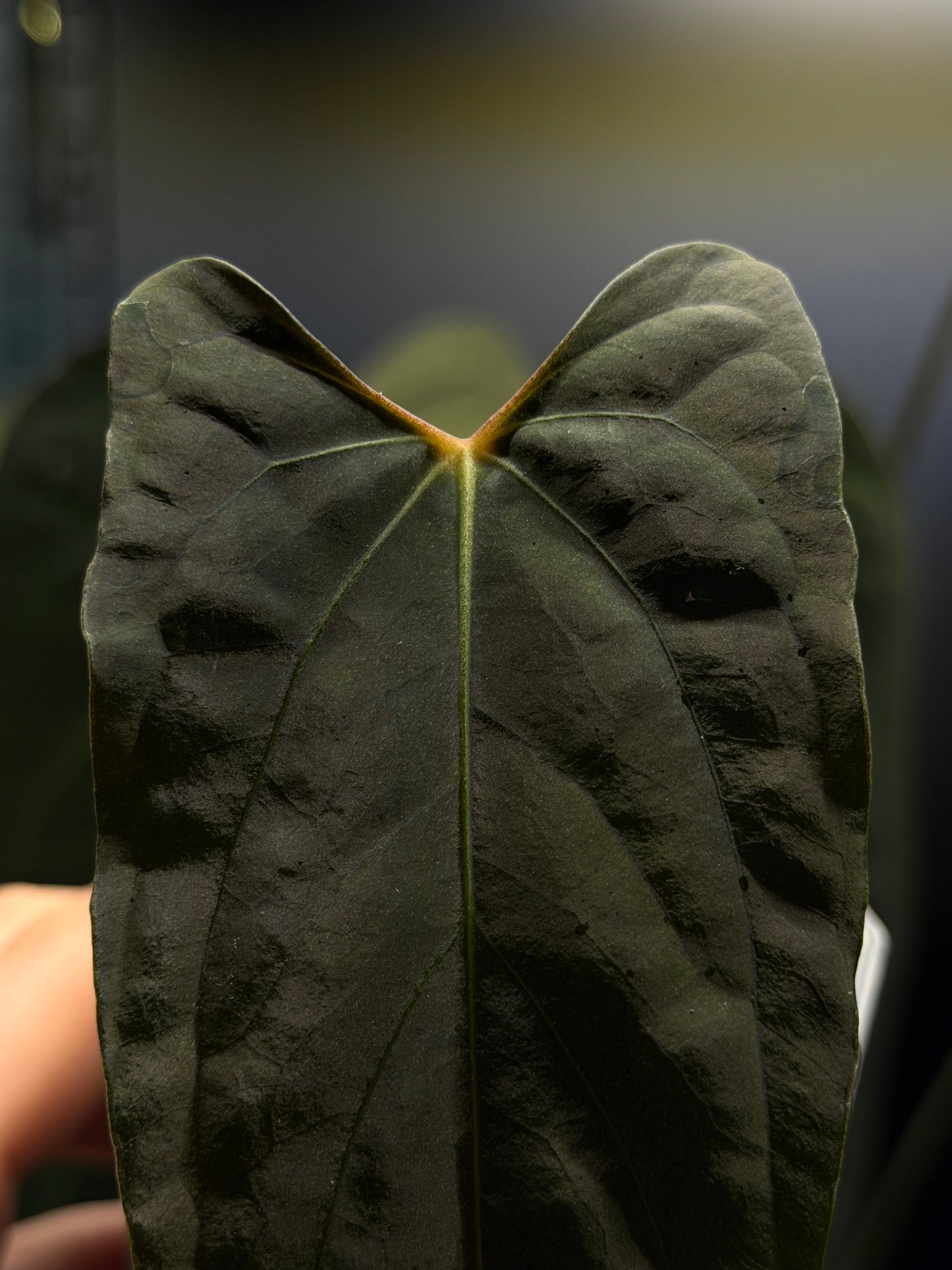 Anthurium 'RL' by Jay Vannini x self Cutting Nr.2