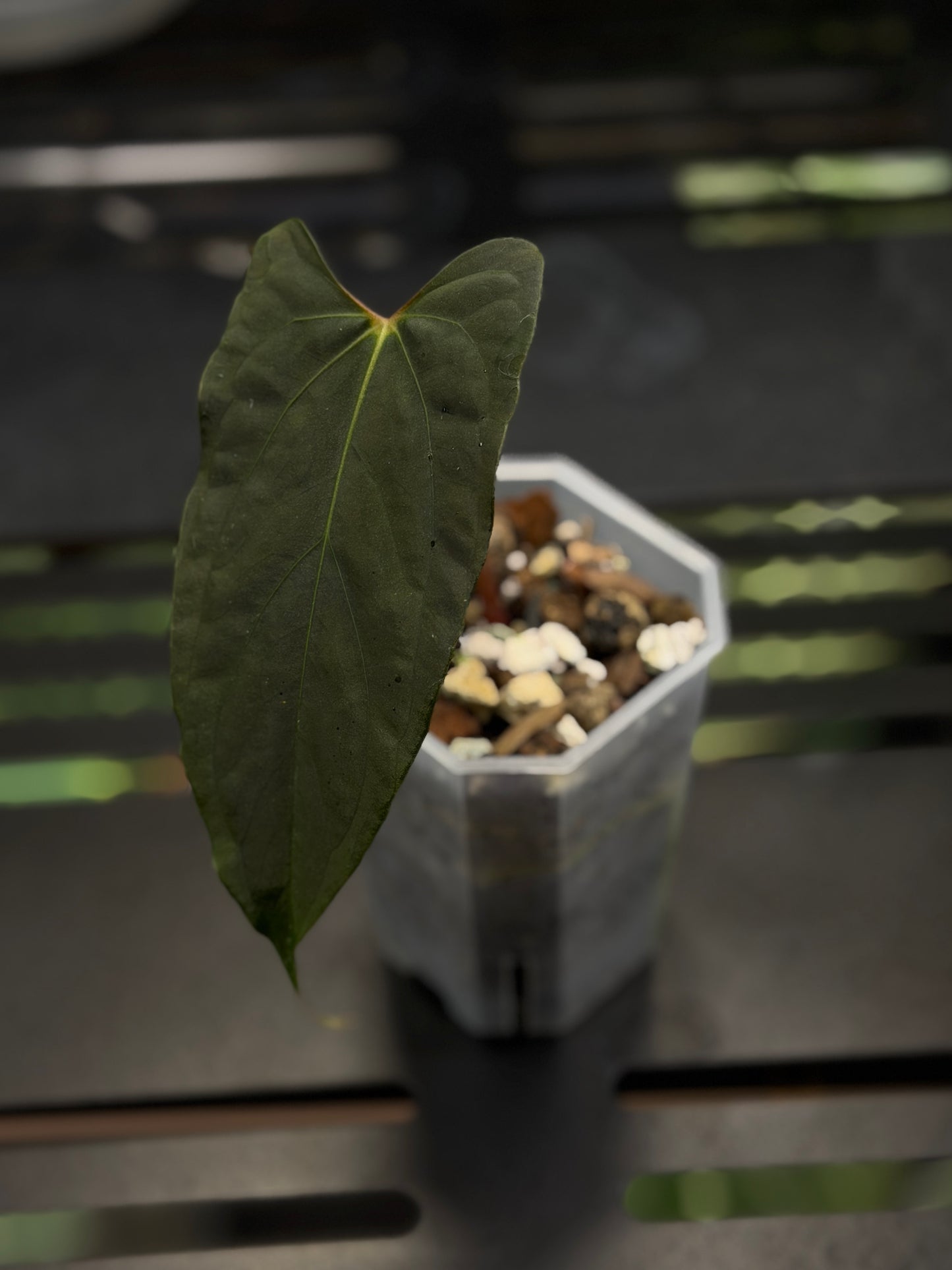Anthurium 'RL' by Jay Vannini x self Cutting Nr.2