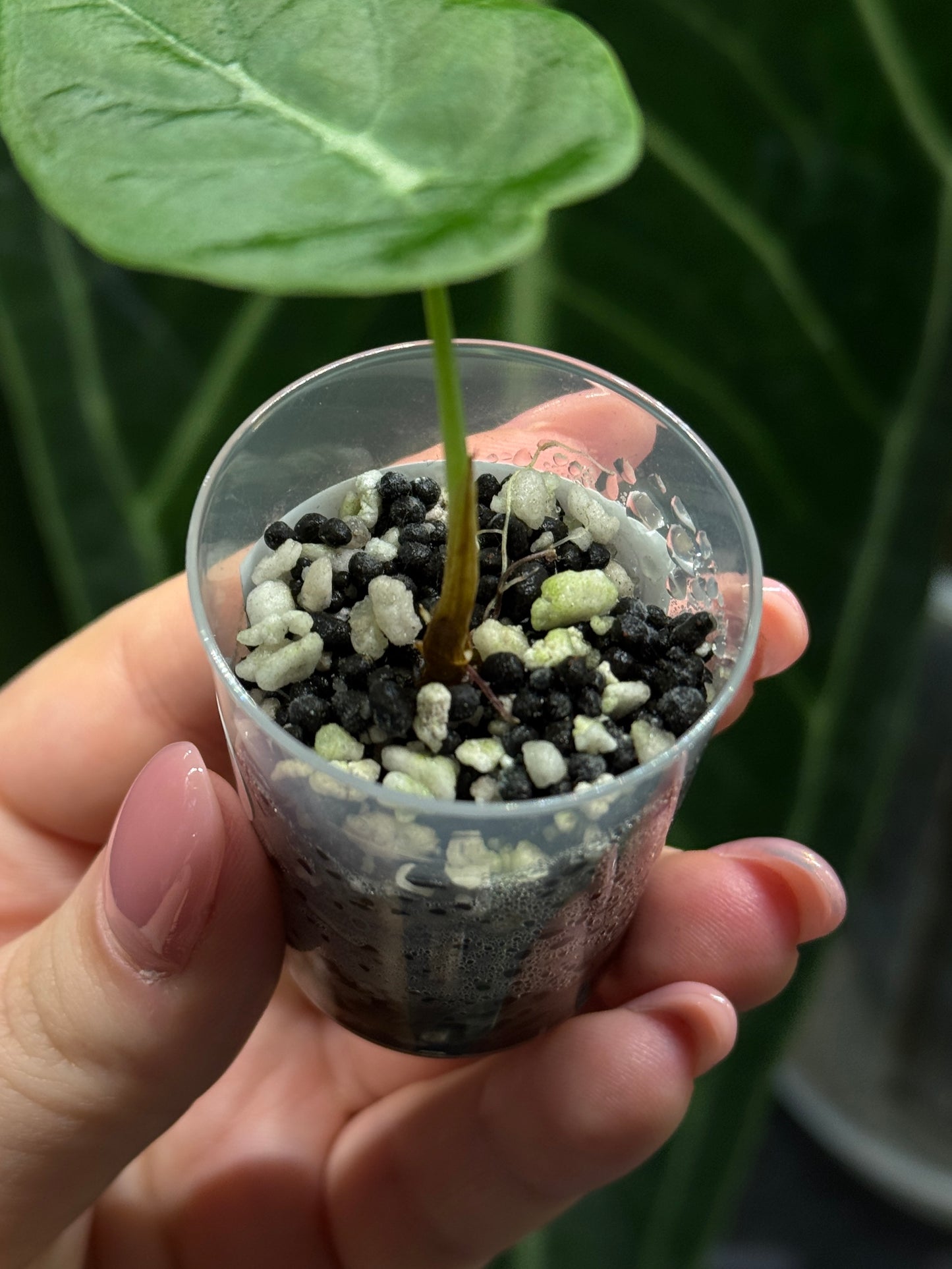Alocasia Watsoniana Nr.2