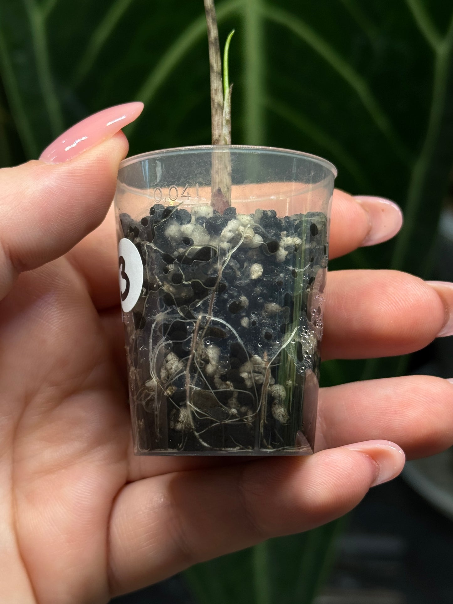 Alocasia Sulawesi Sabrina Nr.3