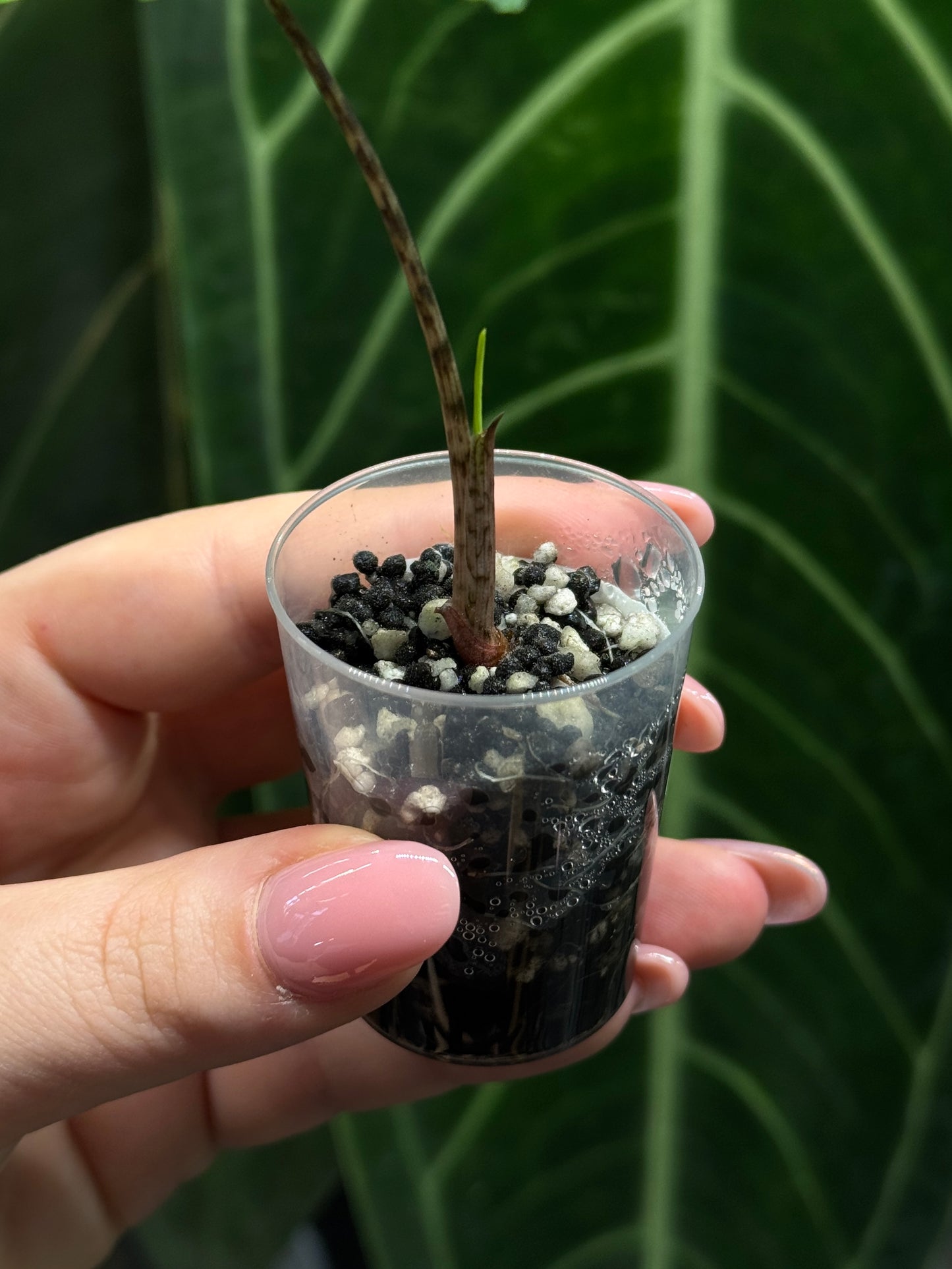 Alocasia Sulawesi Sabrina Nr.3
