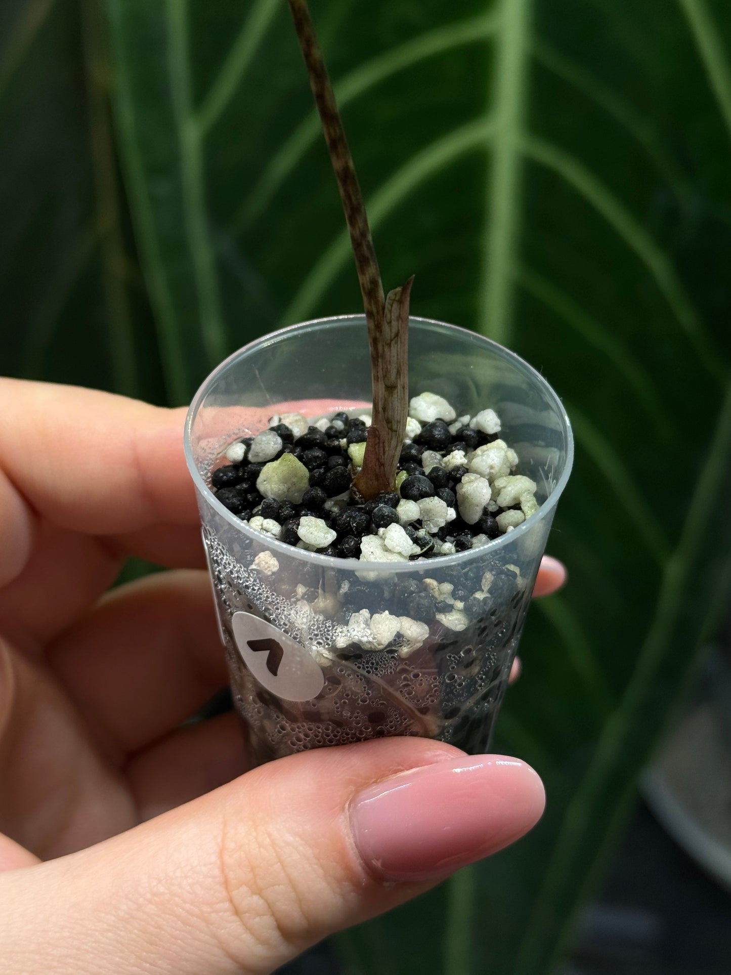 Alocasia Sulawesi Sabrina Nr.1