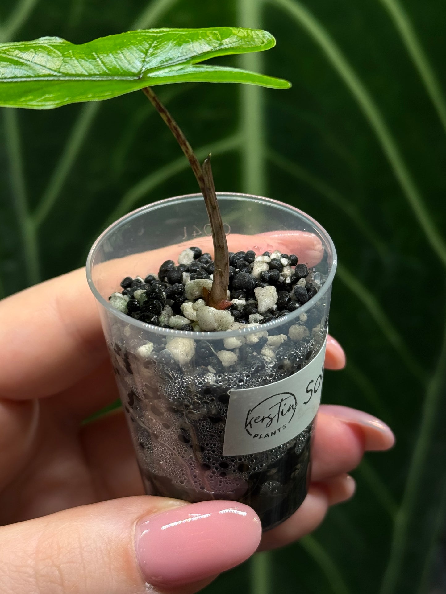 Alocasia Sulawesi Sabrina Nr.5