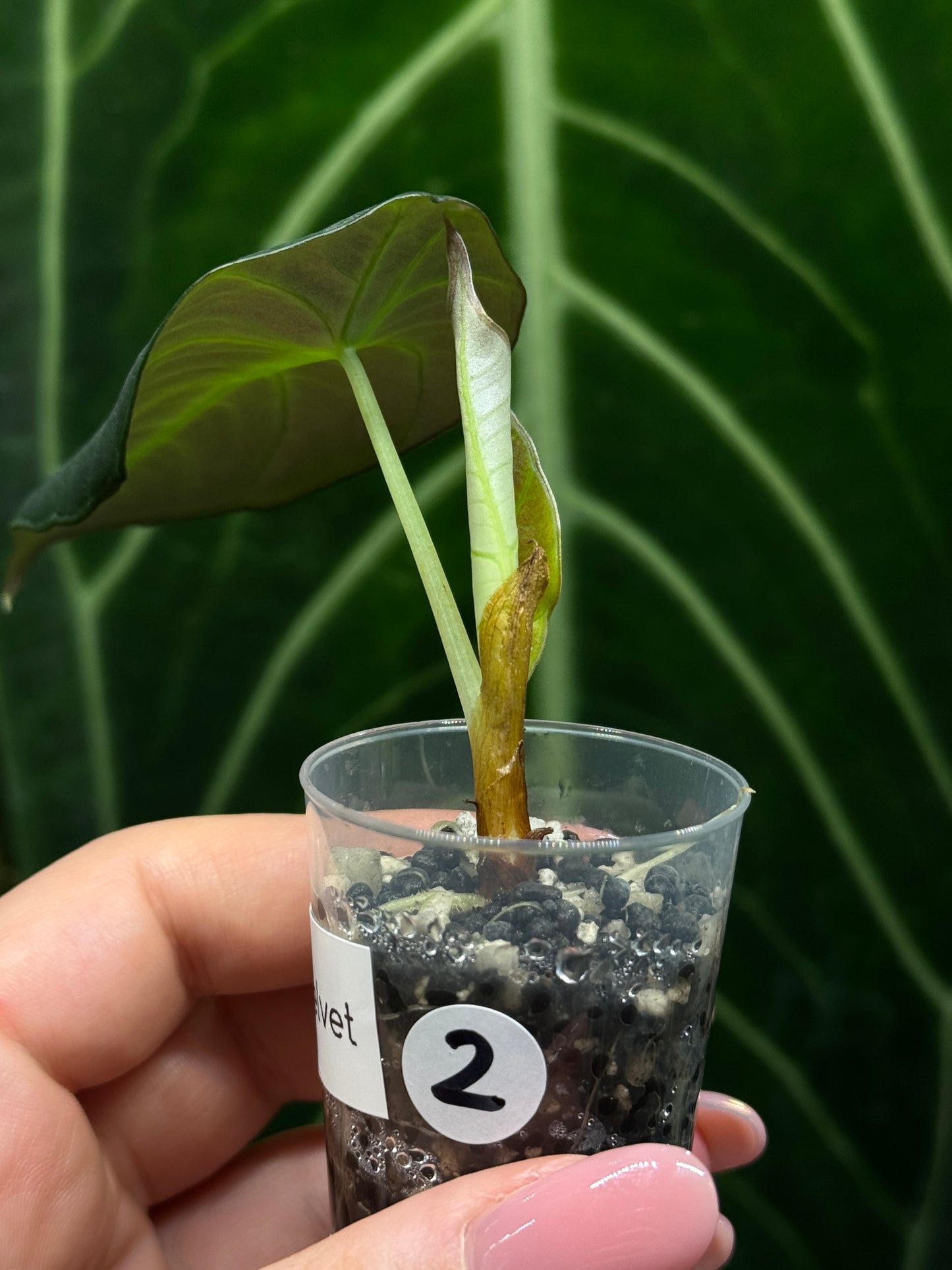Alocasia Black Velvet Nr.2