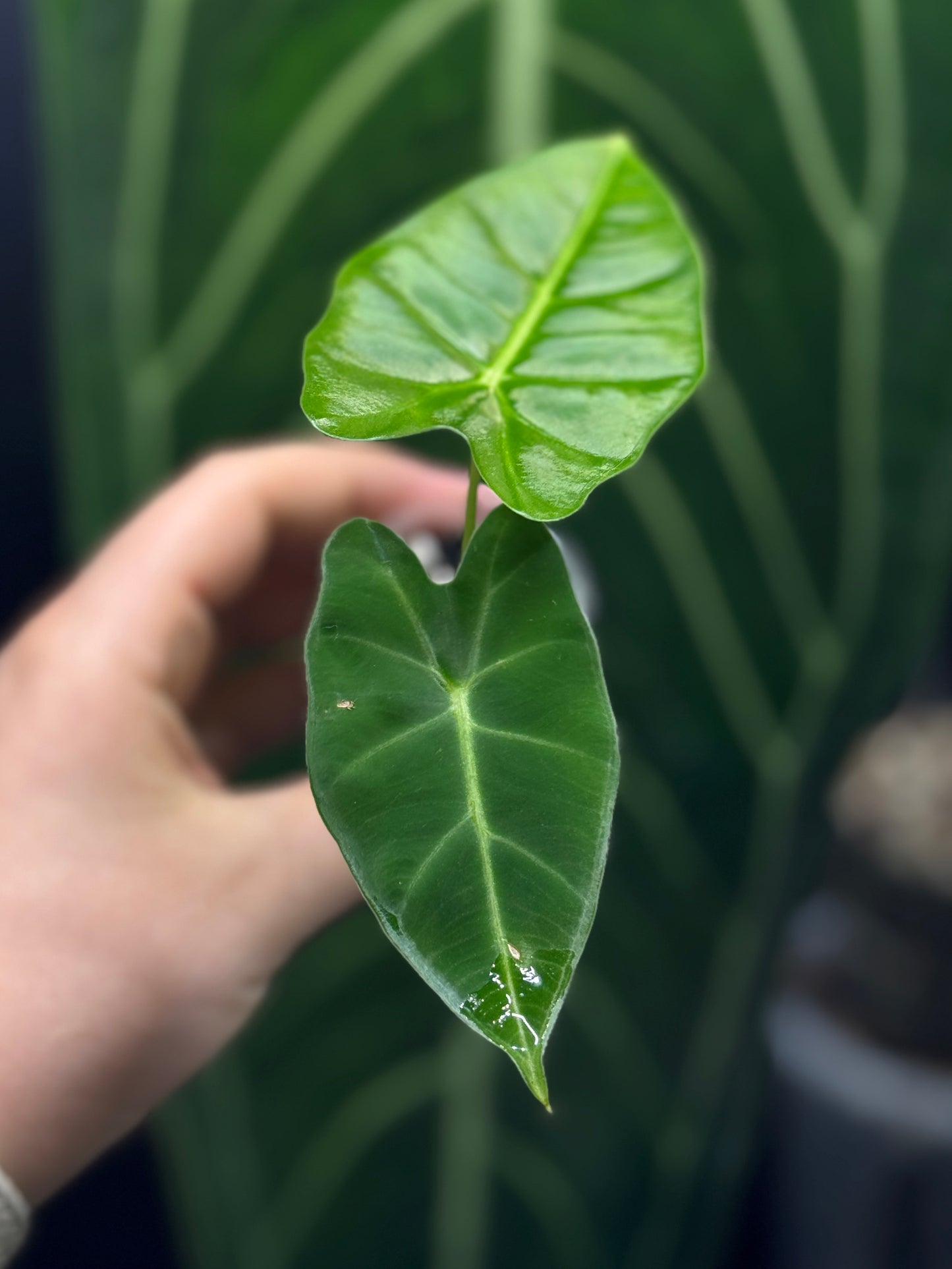 Alocasia Micholitziana (Frydek)